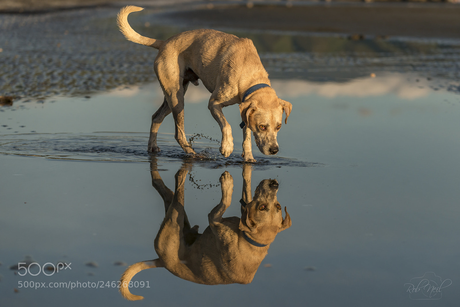 Nikon D800 sample photo. Dog reflected photography