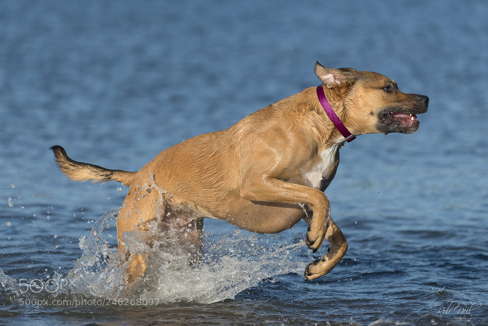 Nikon D800 sample photo. Dog jumping through water photography