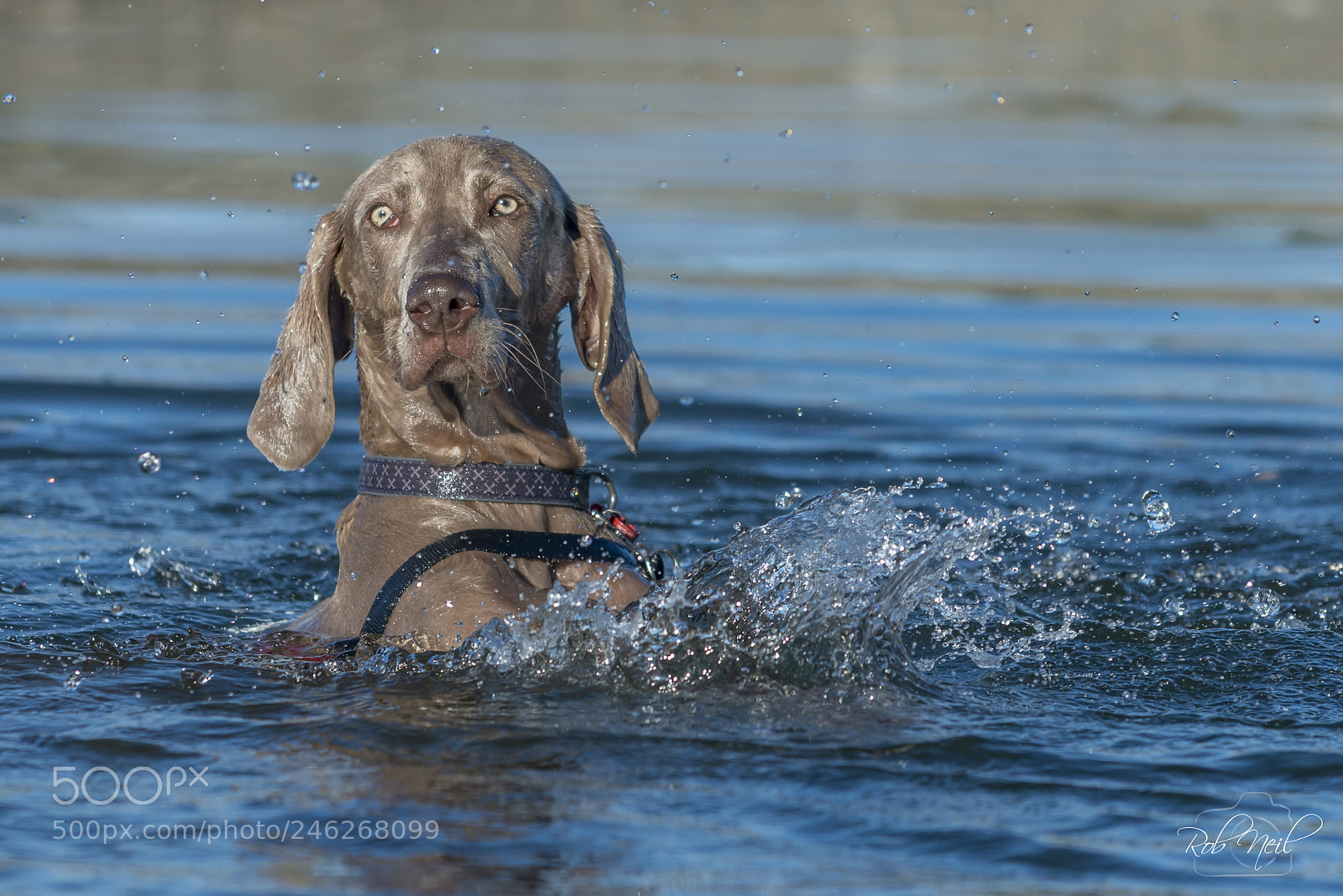 Nikon D800 sample photo. Surprised weimaraner photography