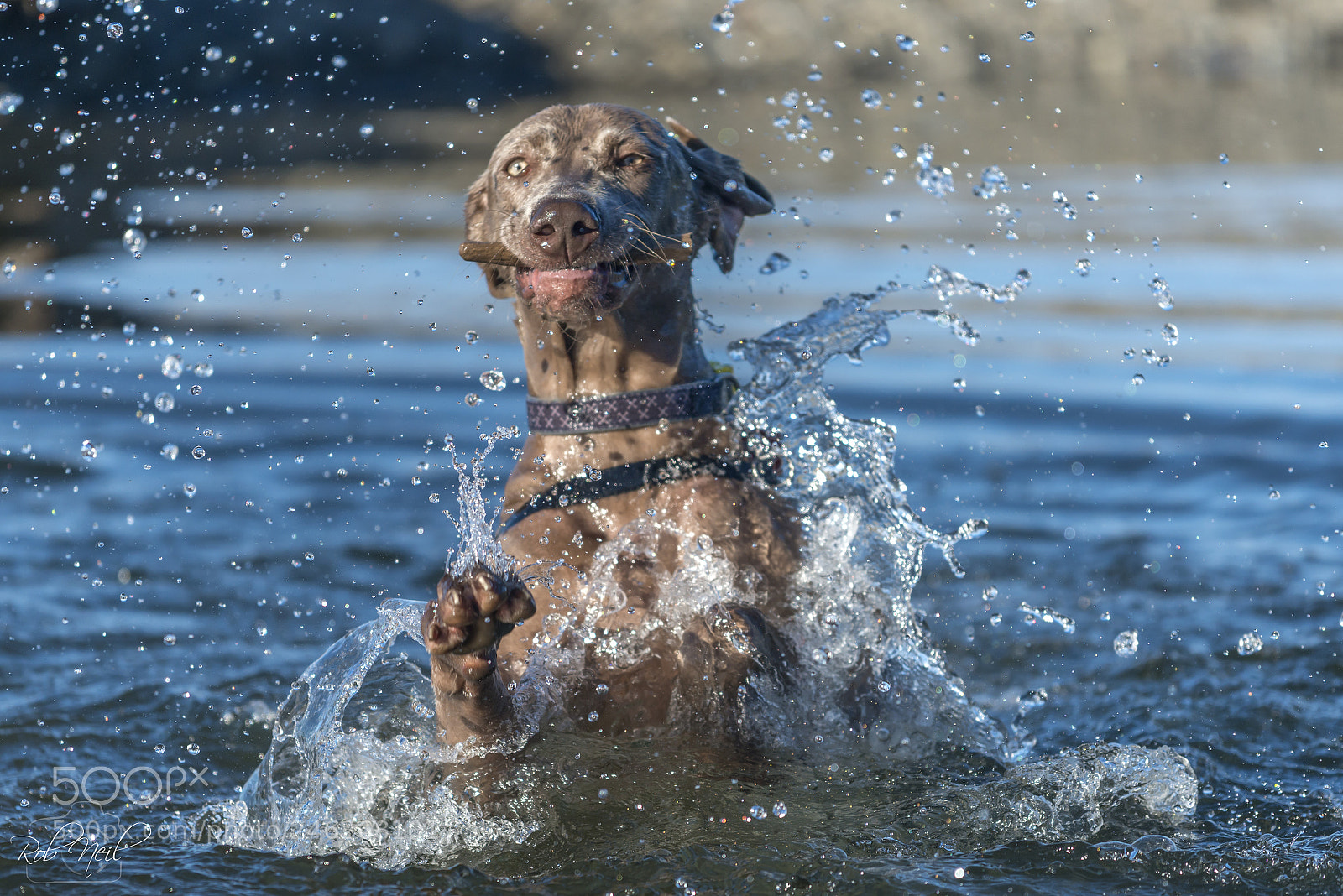 Nikon D800 sample photo. Weimaraner splashing photography
