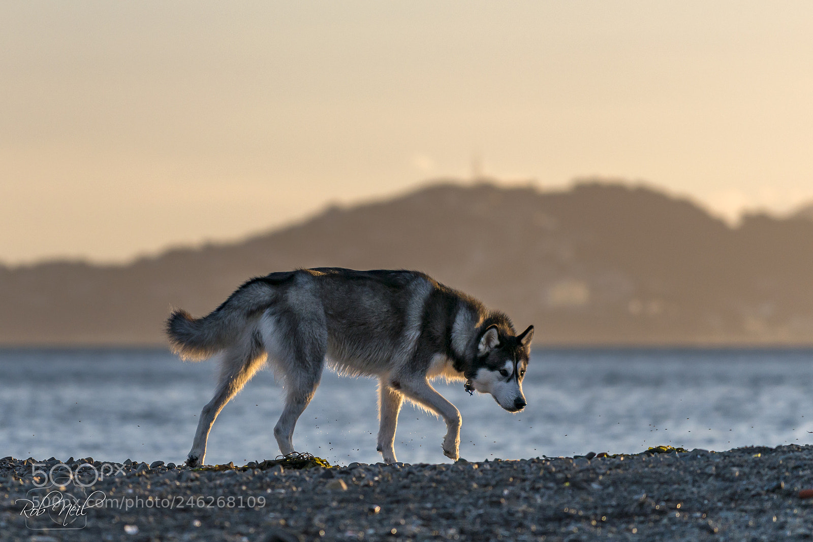 Nikon D800 sample photo. Husky on the beach photography
