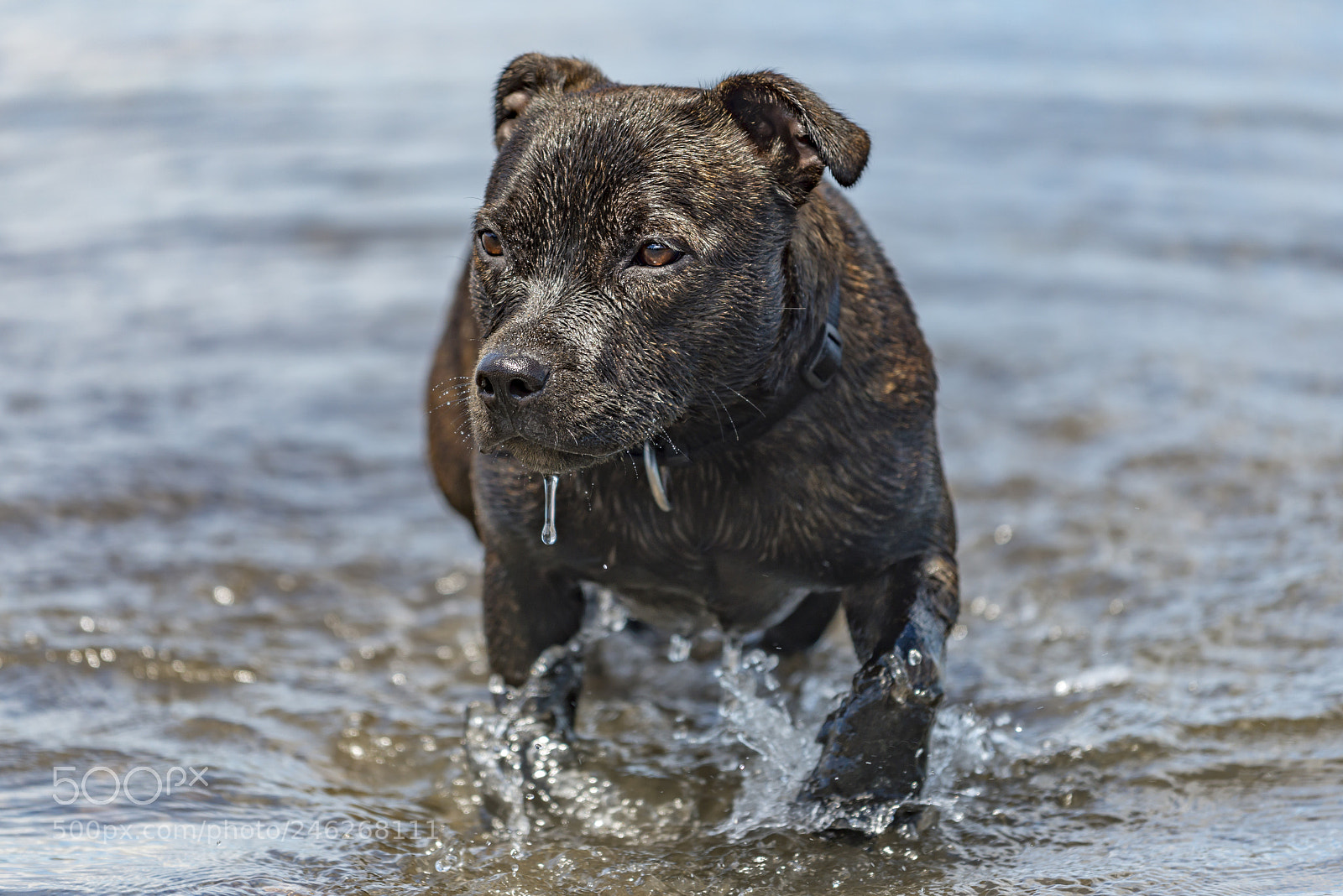 Nikon D800 sample photo. Staffordshire terrier pup photography
