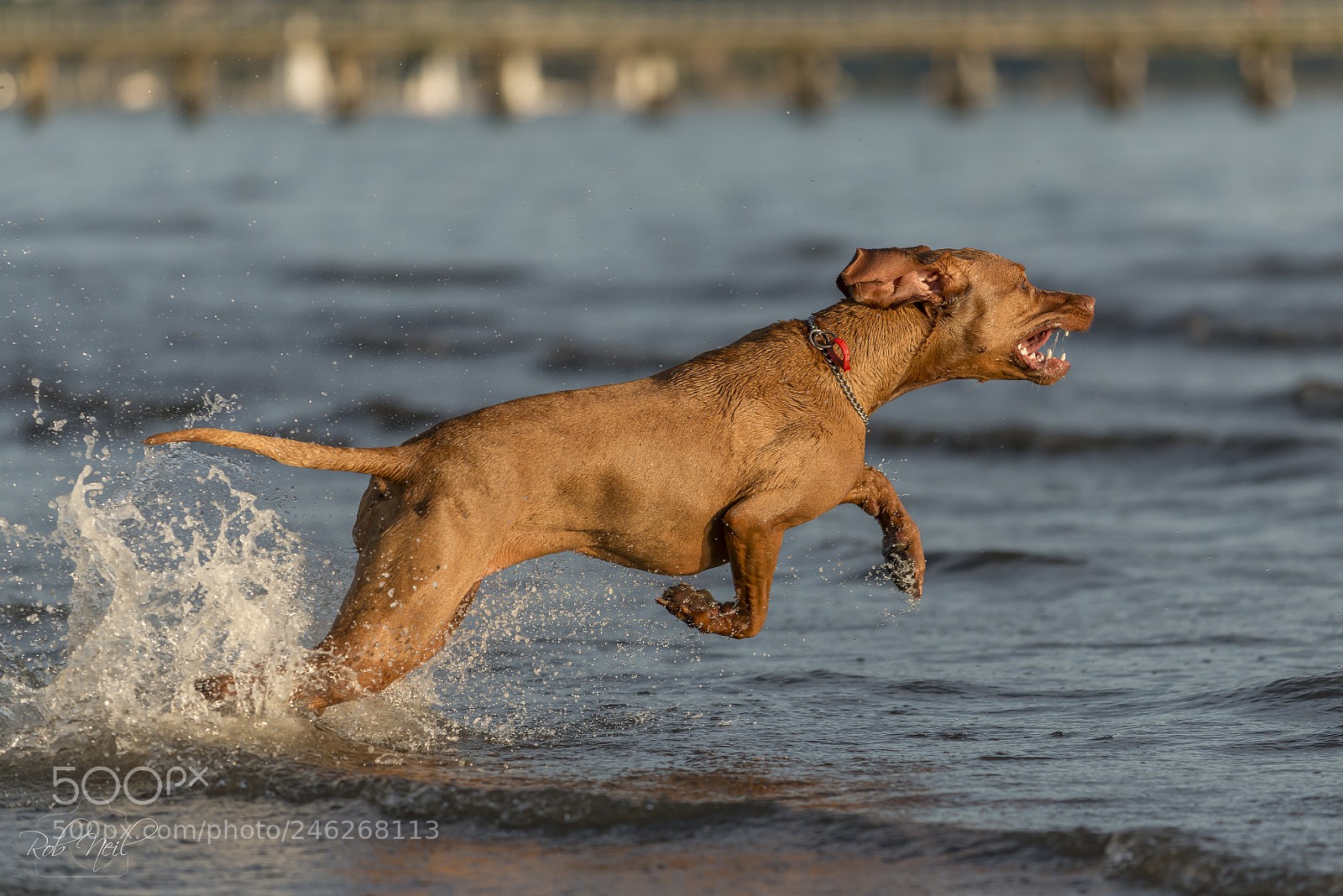 Nikon D800 sample photo. Vizsla running photography