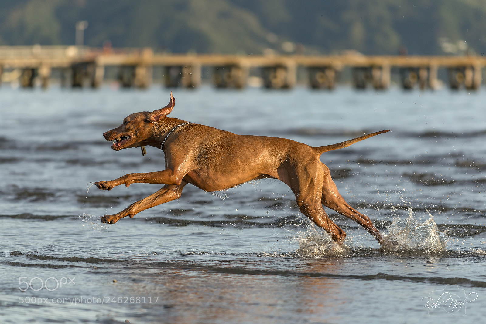 Nikon D800 sample photo. Vizsla running in water photography