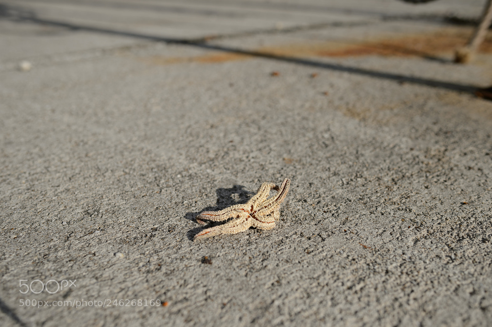 Nikon Df sample photo. Dead starfish photography