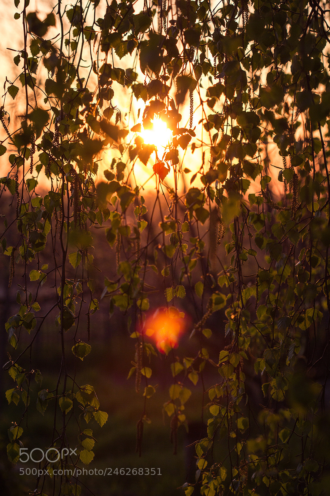 Canon EOS 600D (Rebel EOS T3i / EOS Kiss X5) sample photo. Golden birch photography