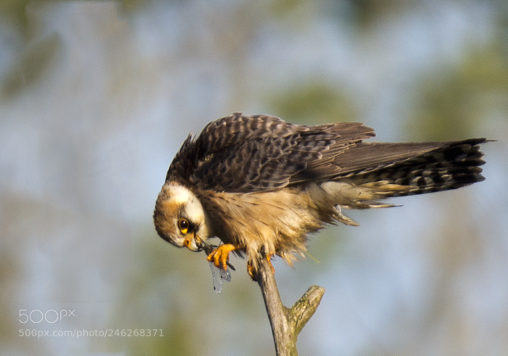 Canon EOS-1D X sample photo. Red-footed falcon photography