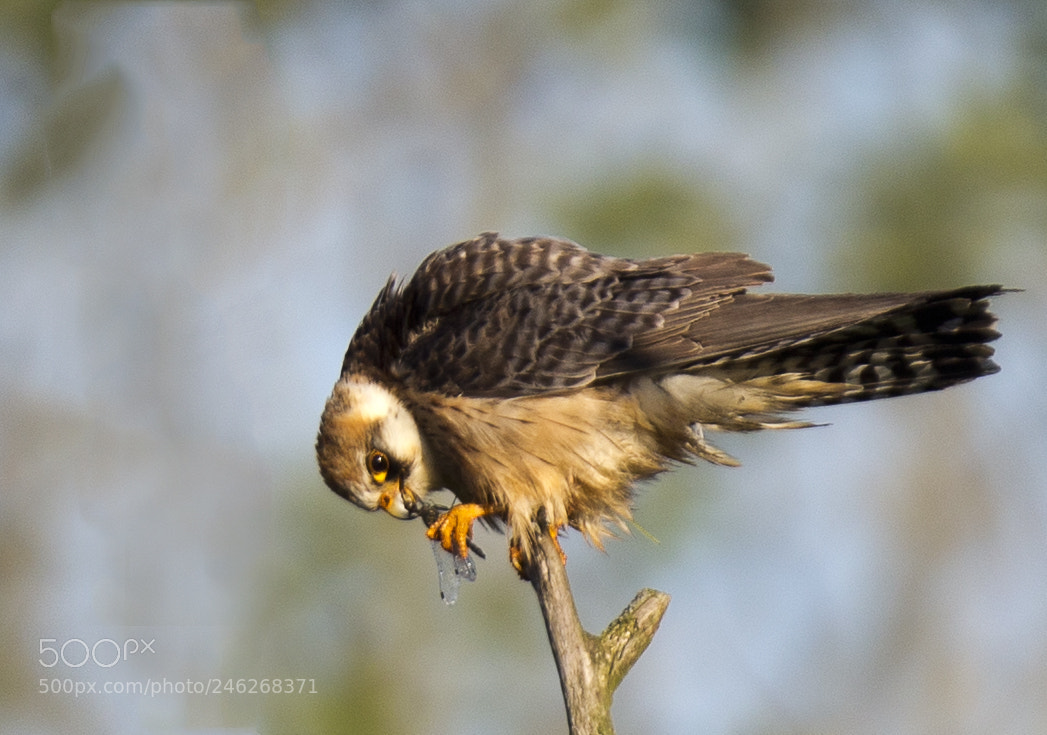 Canon EOS-1D X sample photo. Red-footed falcon photography