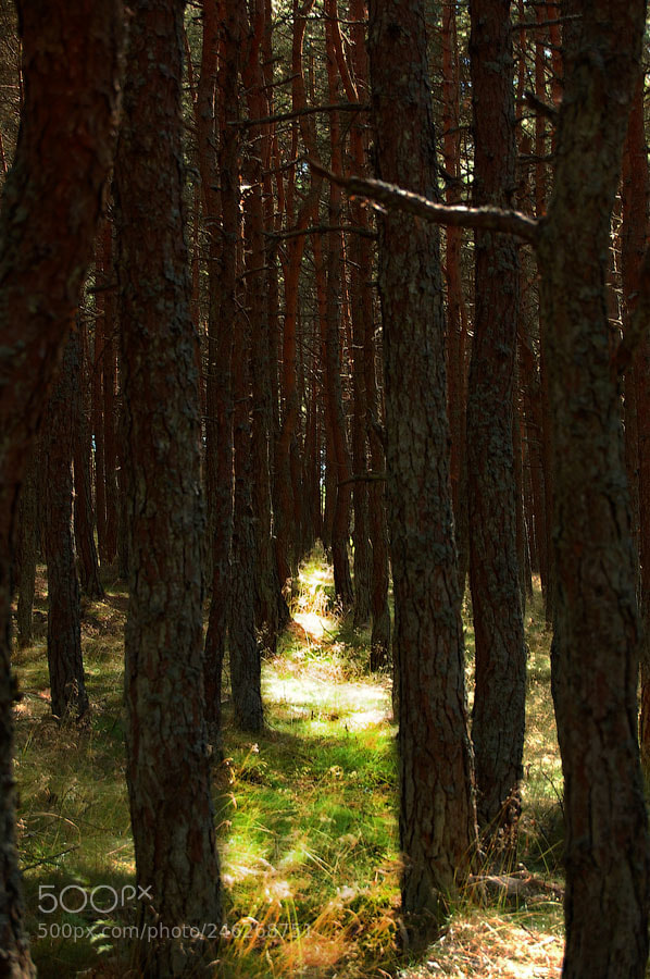 Nikon D40 sample photo. The way photography