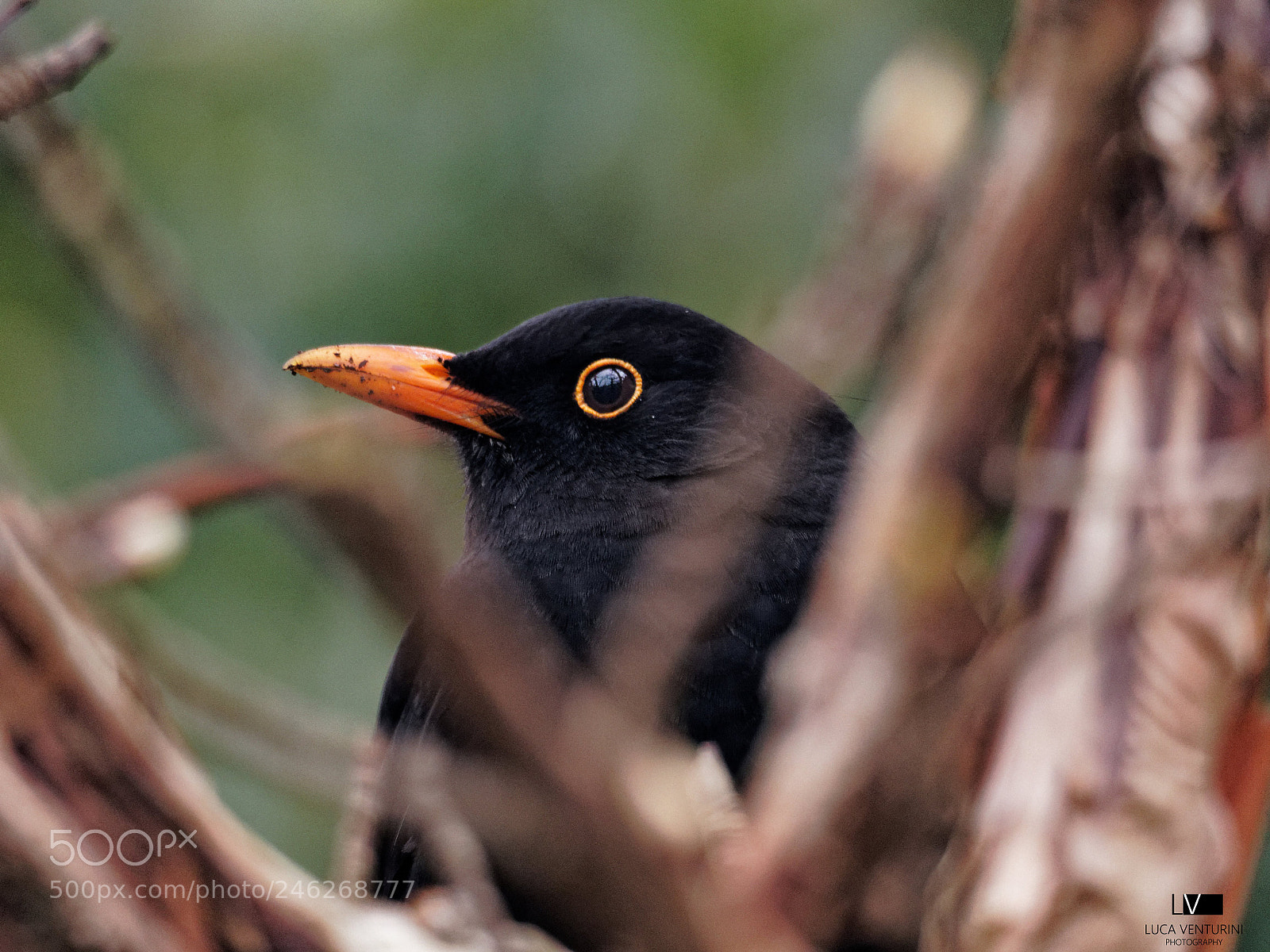 Olympus OM-D E-M10 II sample photo. Backyard blackbird photography