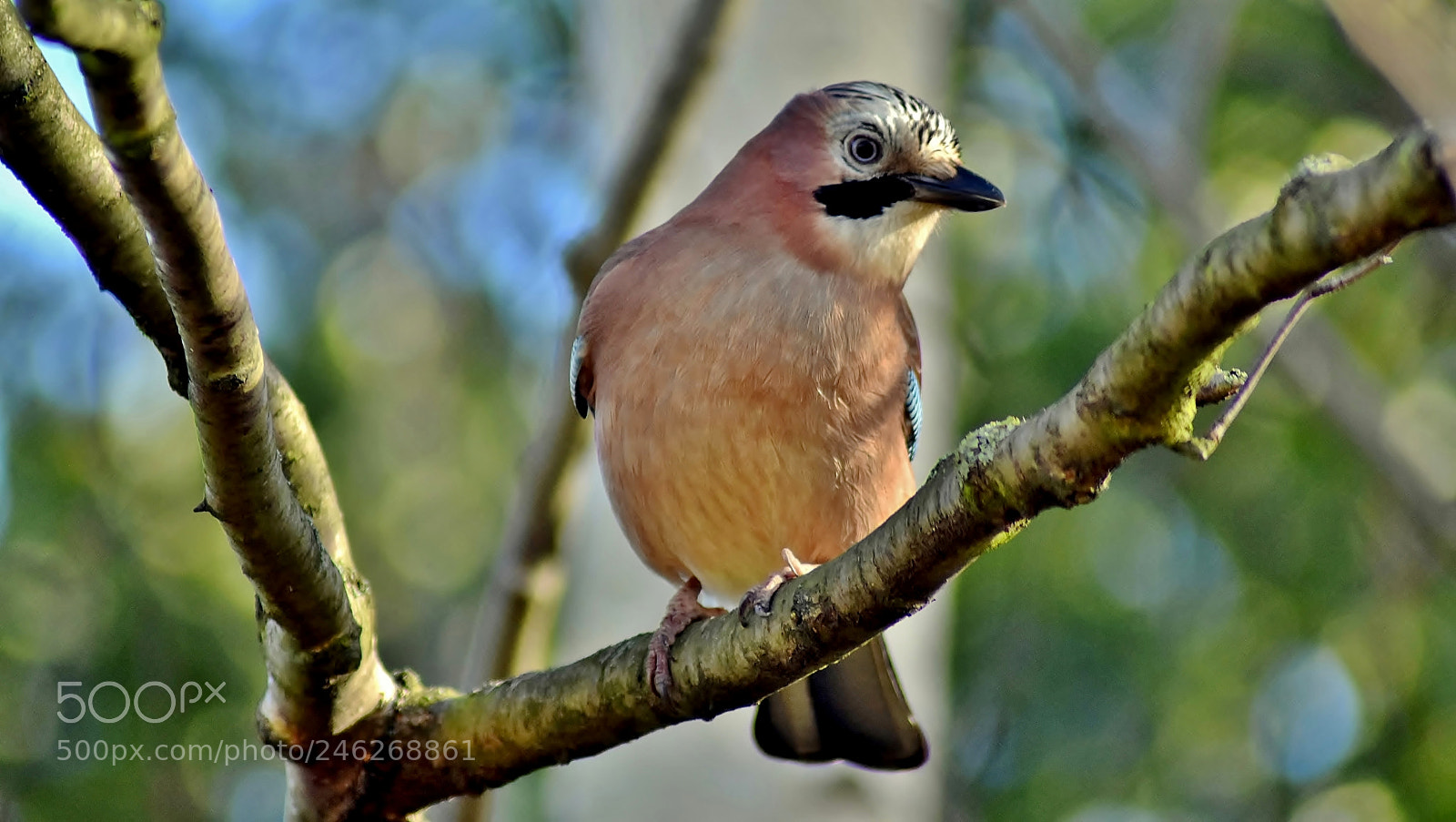 Nikon D3400 sample photo. Jay on hunt... photography