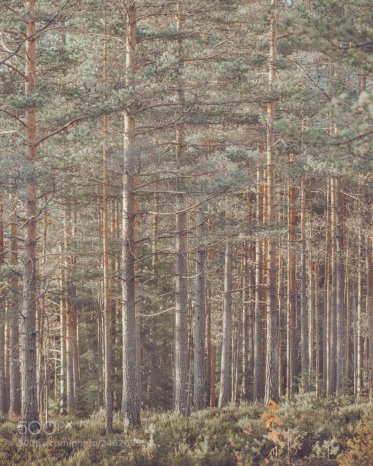 Nikon D600 sample photo. Pine photography