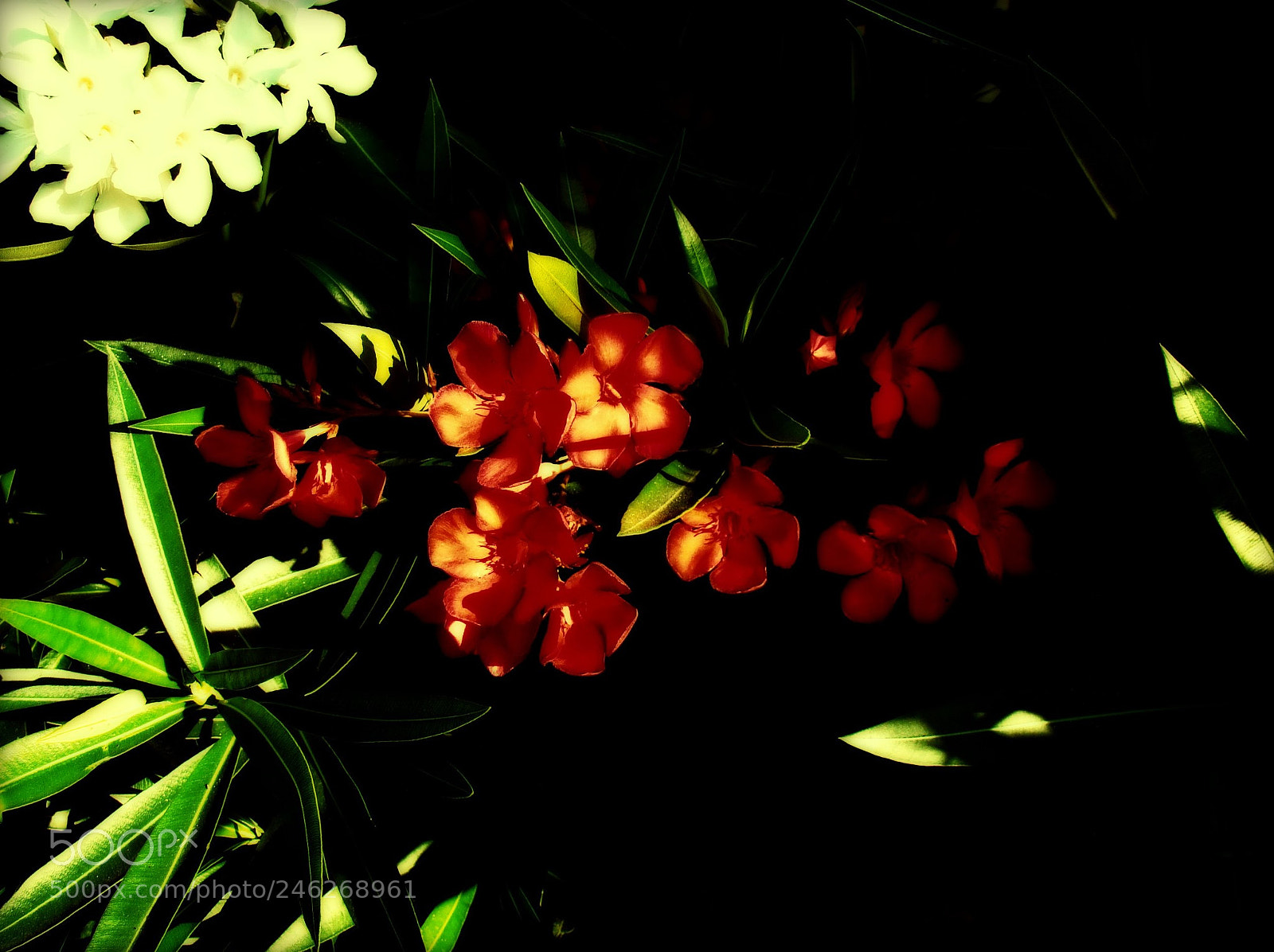 Sony Cyber-shot DSC-H50 sample photo. Oleander photography