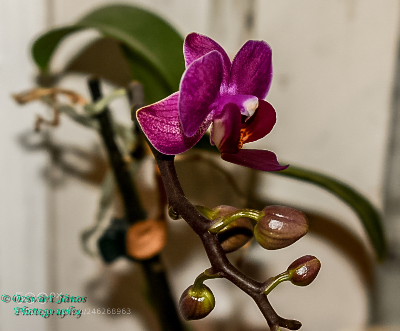 Nikon D3400 sample photo. Orchid photography
