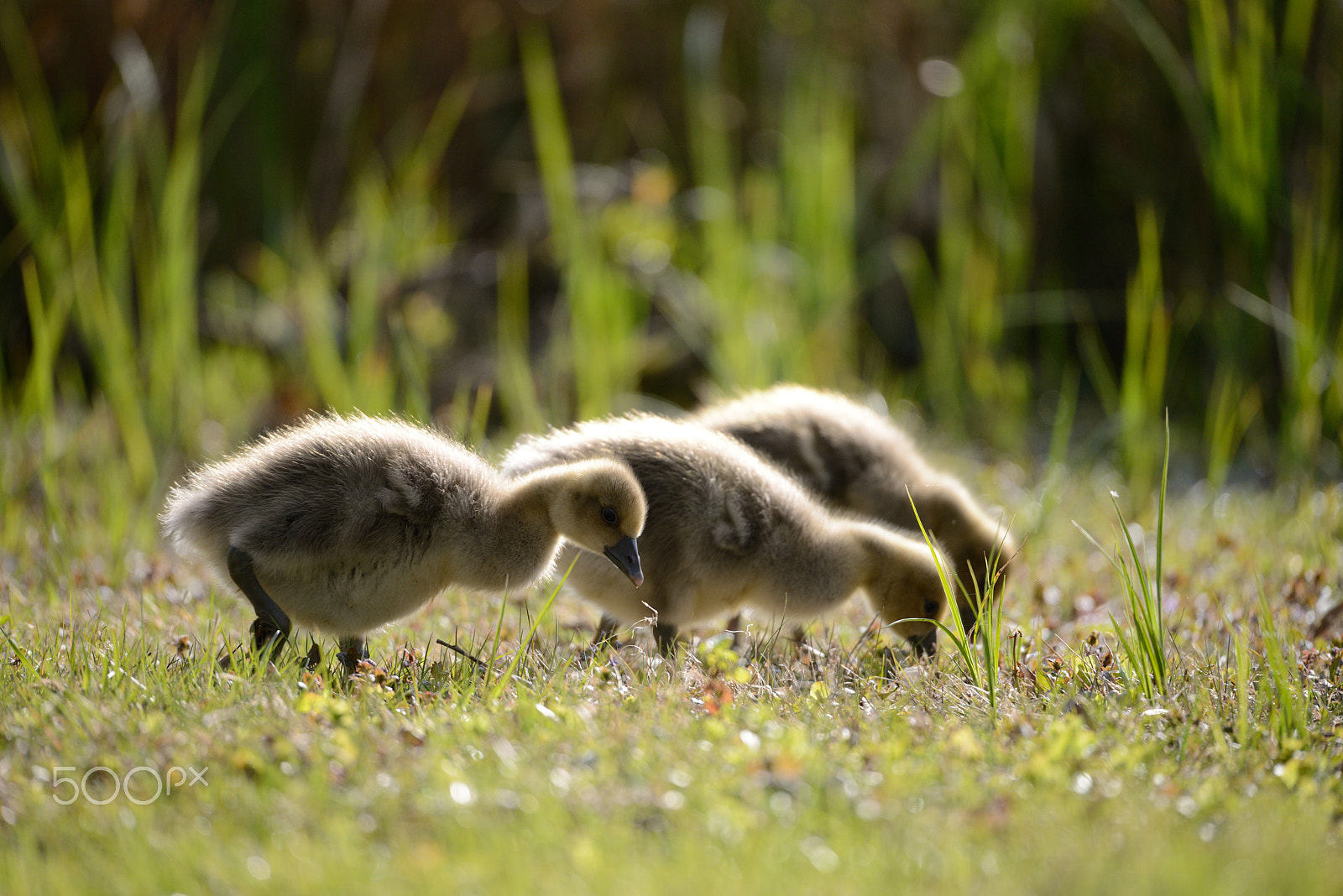 Nikon D800 + Sigma 150-600mm F5-6.3 DG OS HSM | S sample photo. Three little geese photography