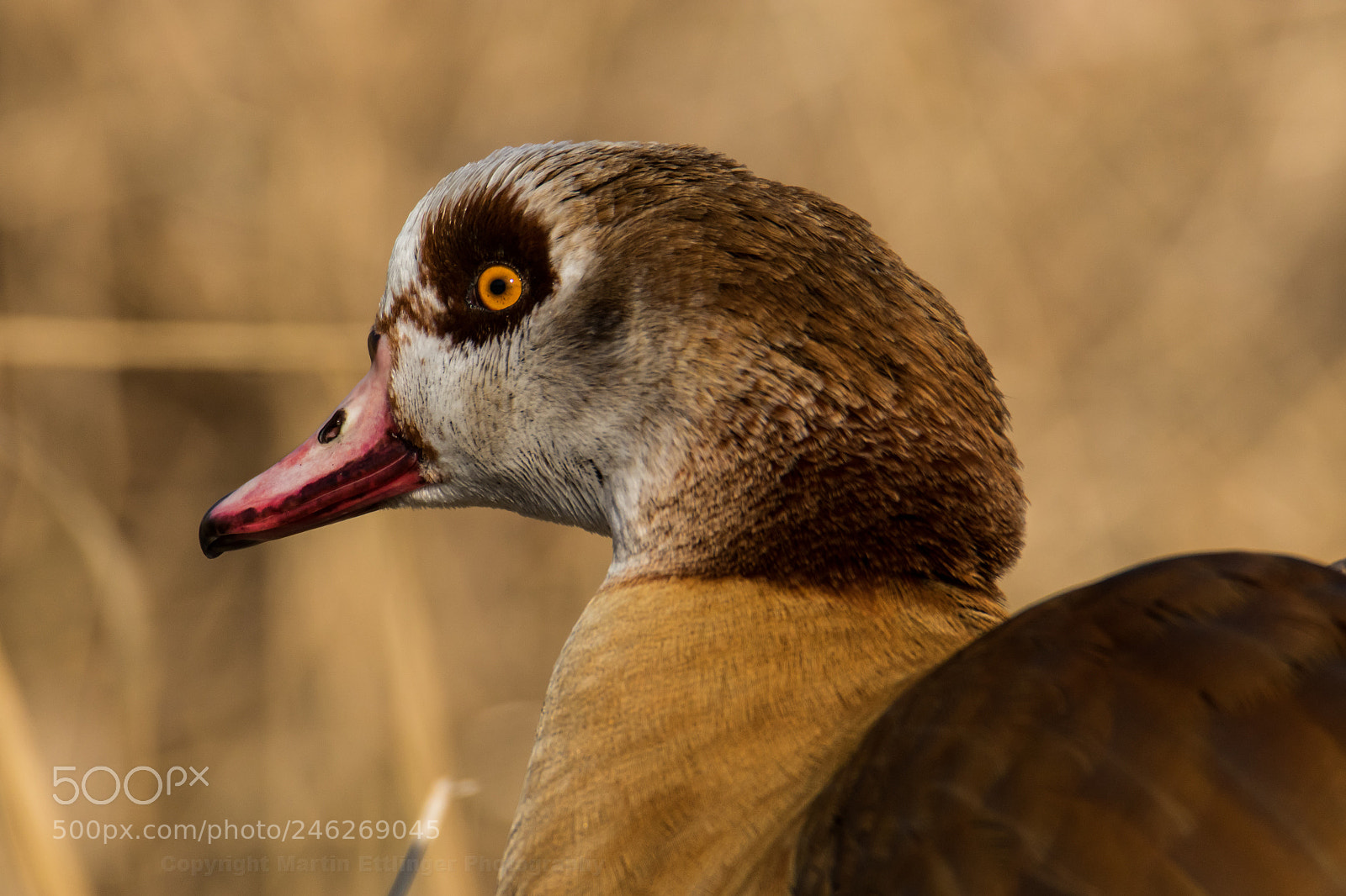Canon EOS 7D Mark II sample photo. Egyptian goose alopochen aegyptiaca photography