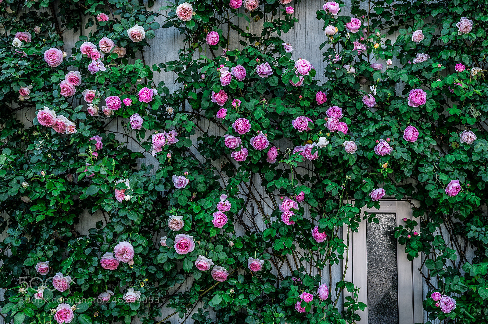 Nikon D4 sample photo. My rose constance spry photography