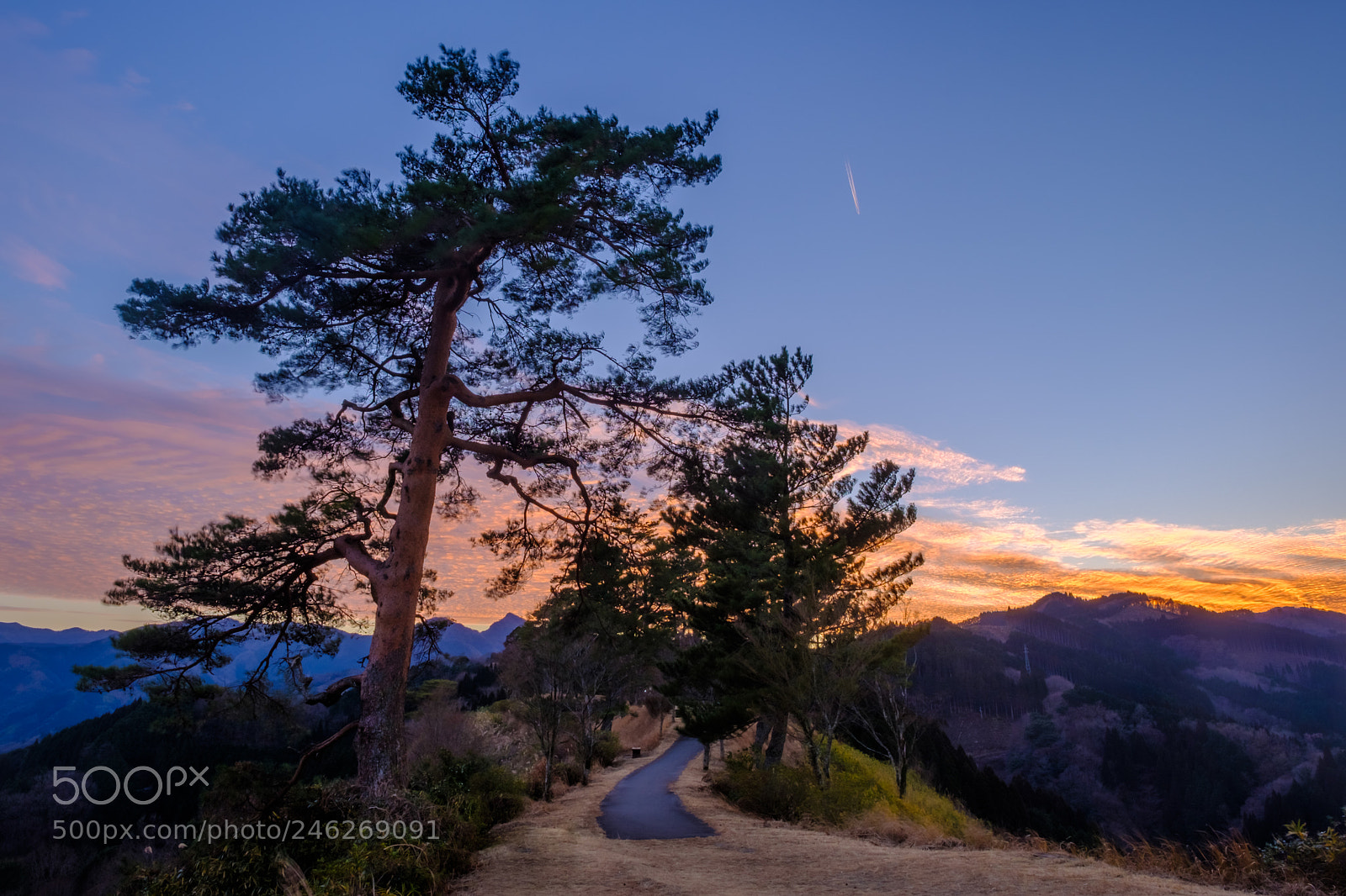 Fujifilm X-T2 sample photo. Pine tree alley photography