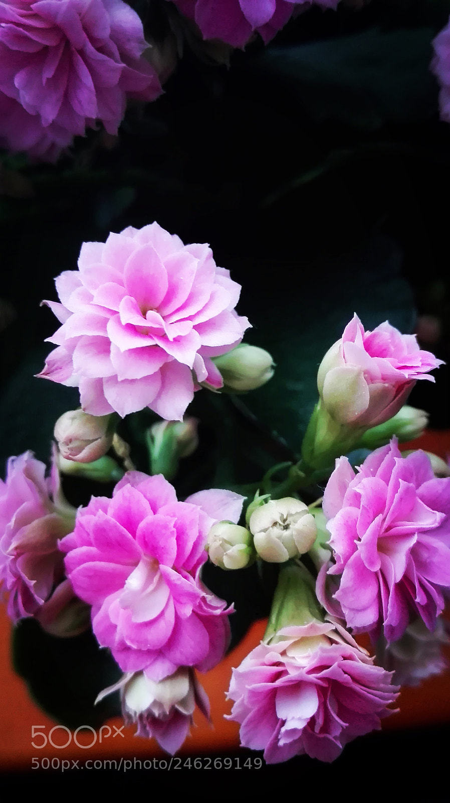 HUAWEI P8 Lite sample photo. Untitled photography