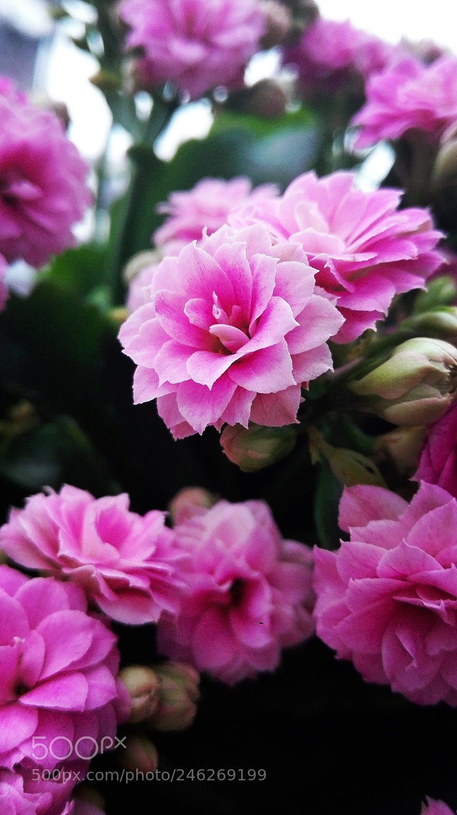 HUAWEI P8 Lite sample photo. Untitled photography