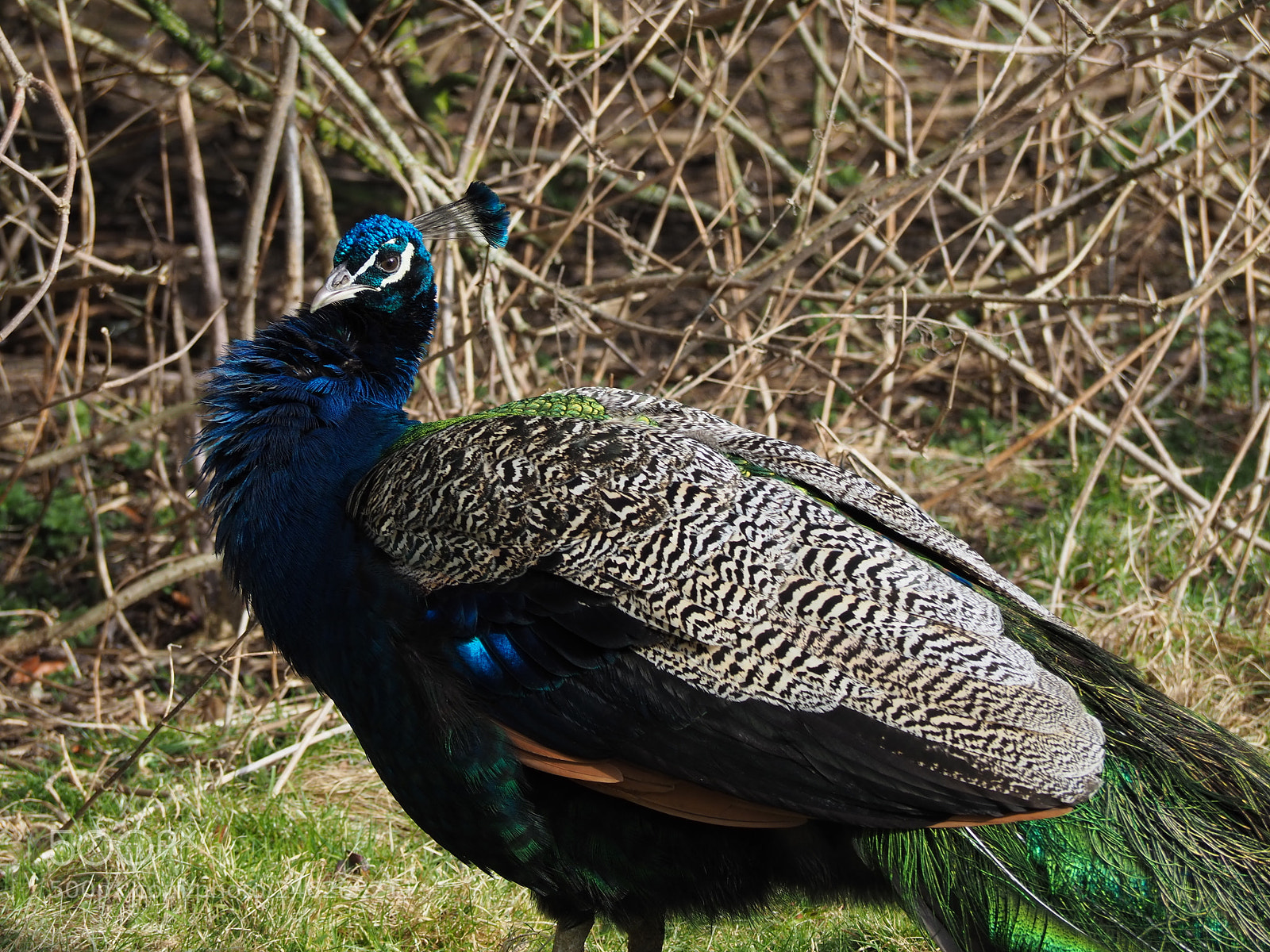 Olympus OM-D E-M10 III sample photo. Peacock photography