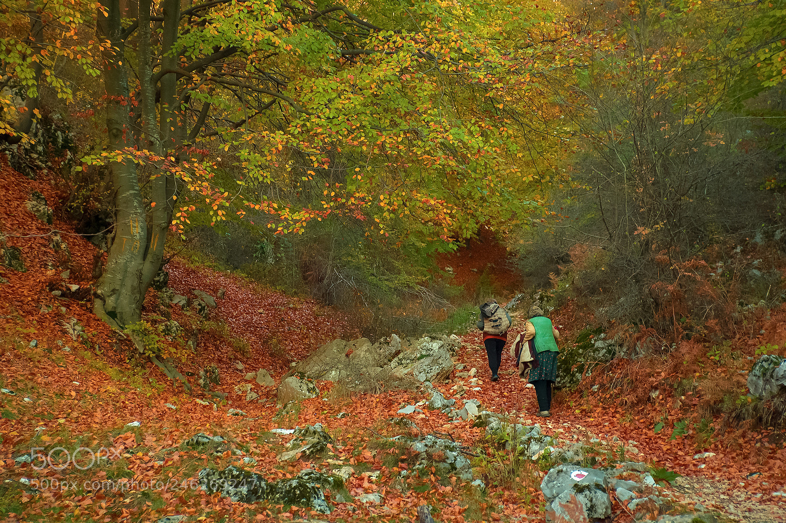 Sony Alpha DSLR-A850 sample photo. Autumn forest 26 photography