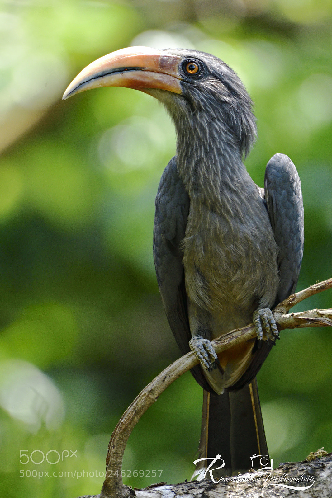 Nikon D500 sample photo. Malabar grey hornbill photography