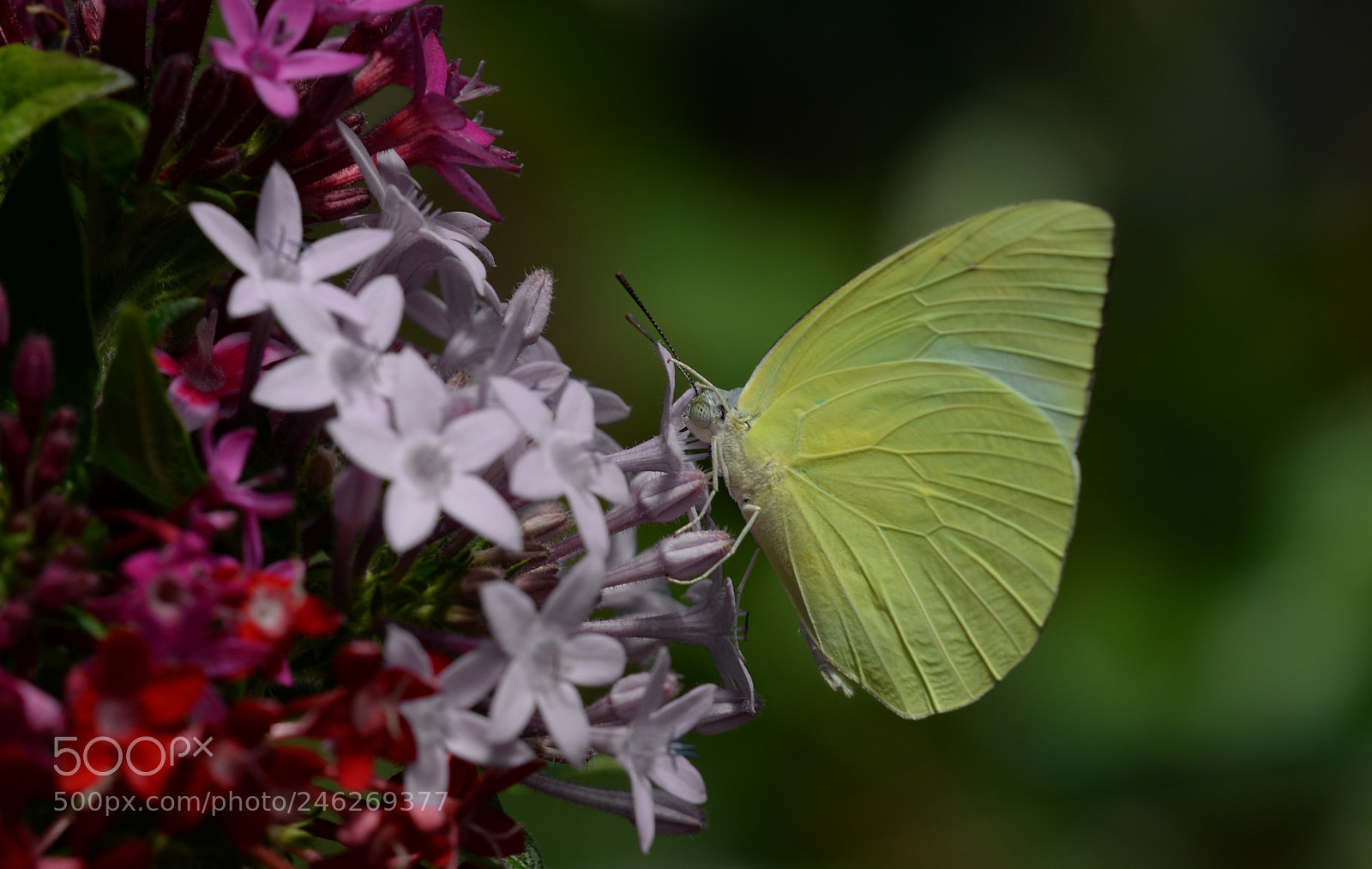 Nikon D610 sample photo. Having a feed photography