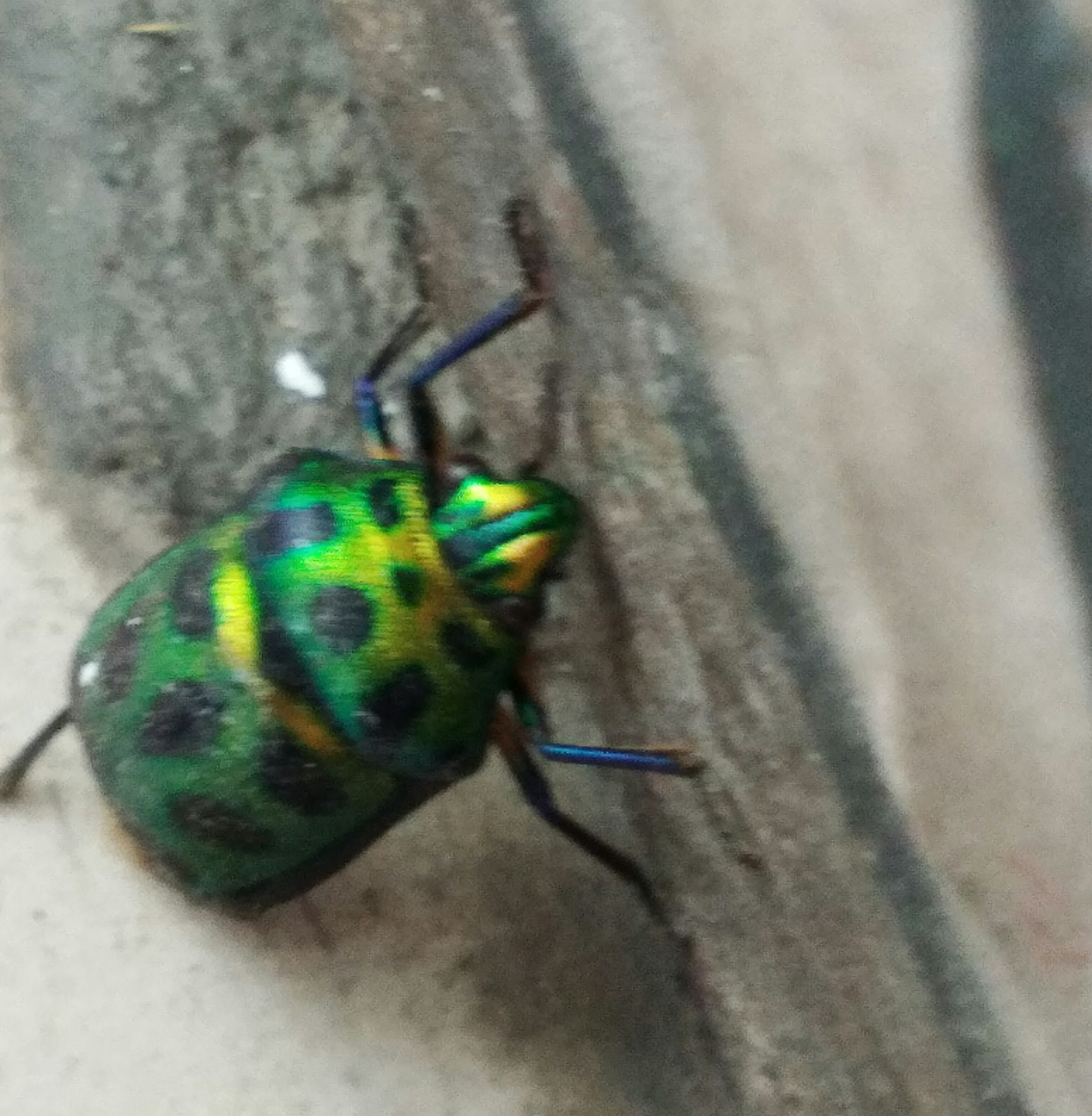 vivo Y55s sample photo. Creature photography