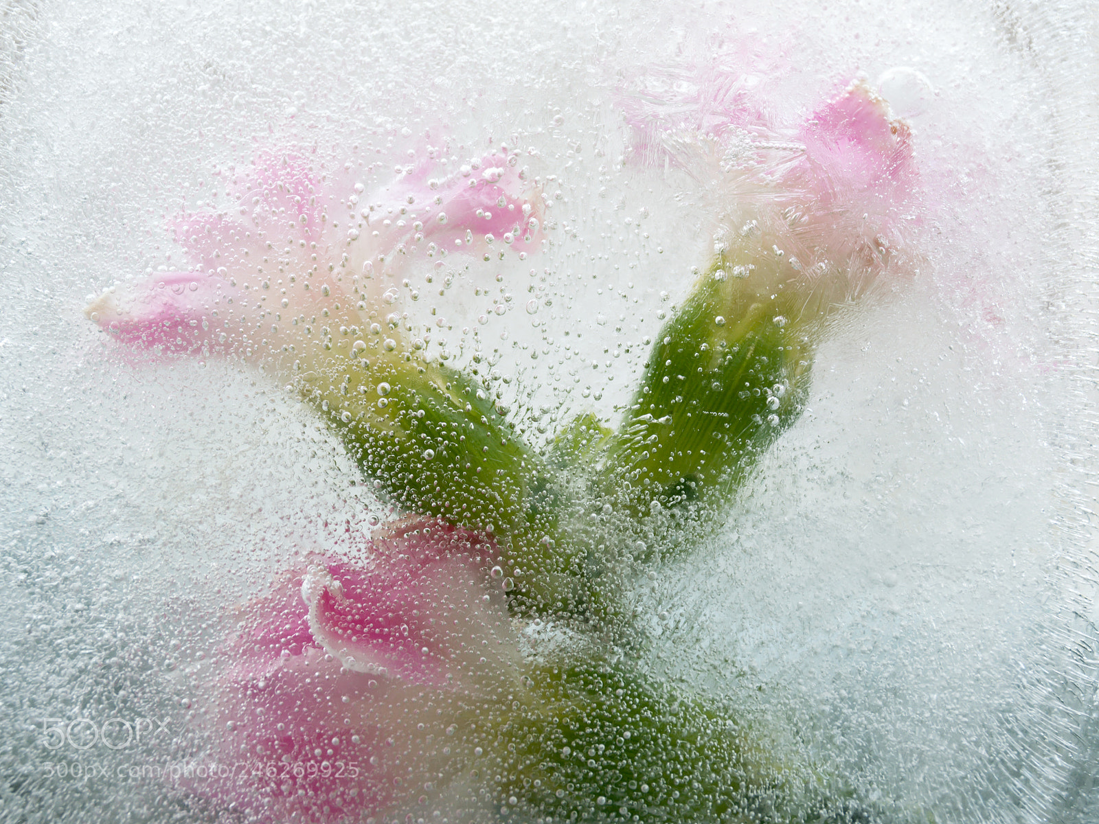 Nikon D7100 sample photo. Carnations in ice photography