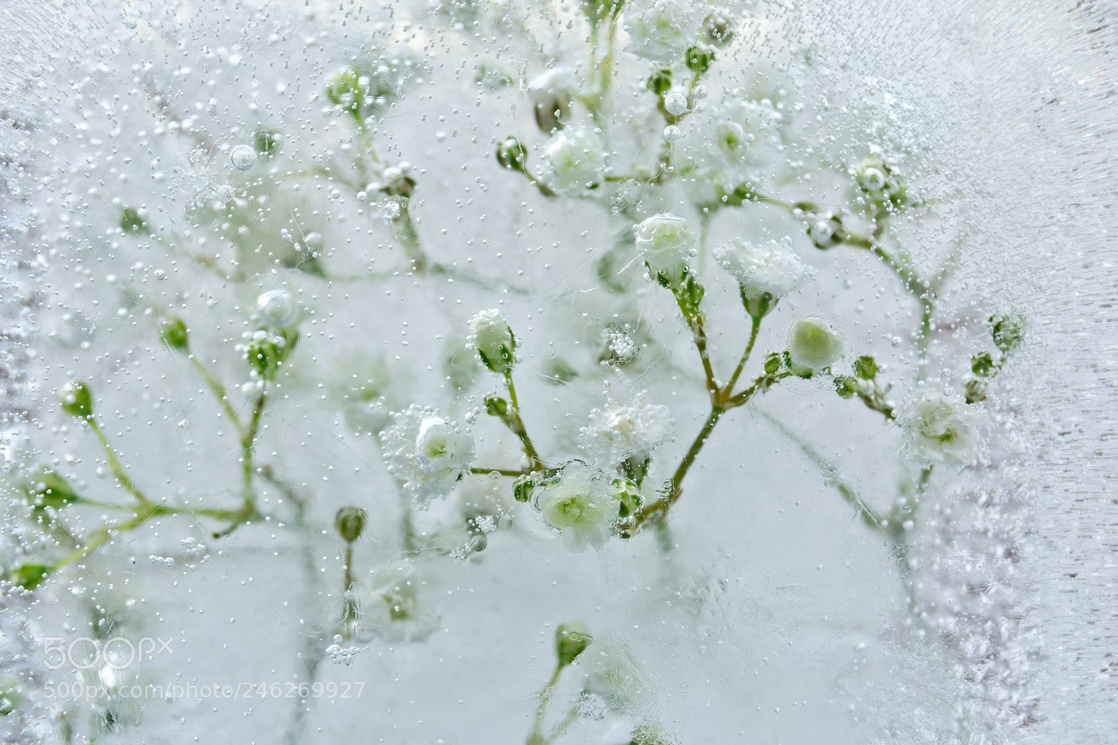 Nikon D7100 sample photo. Tiny flowers in ice photography