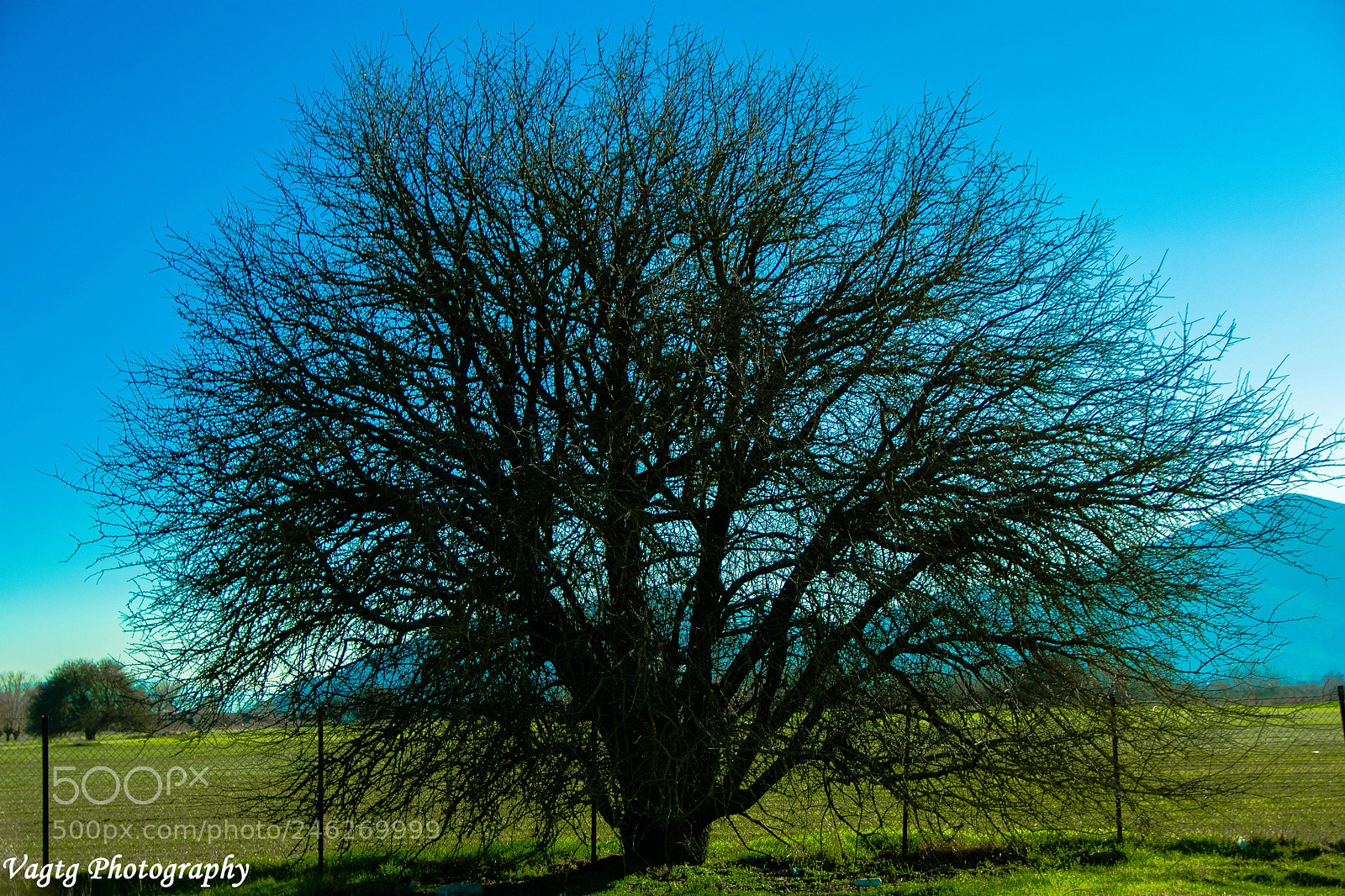 Nikon D3400 sample photo. Aged tree photography