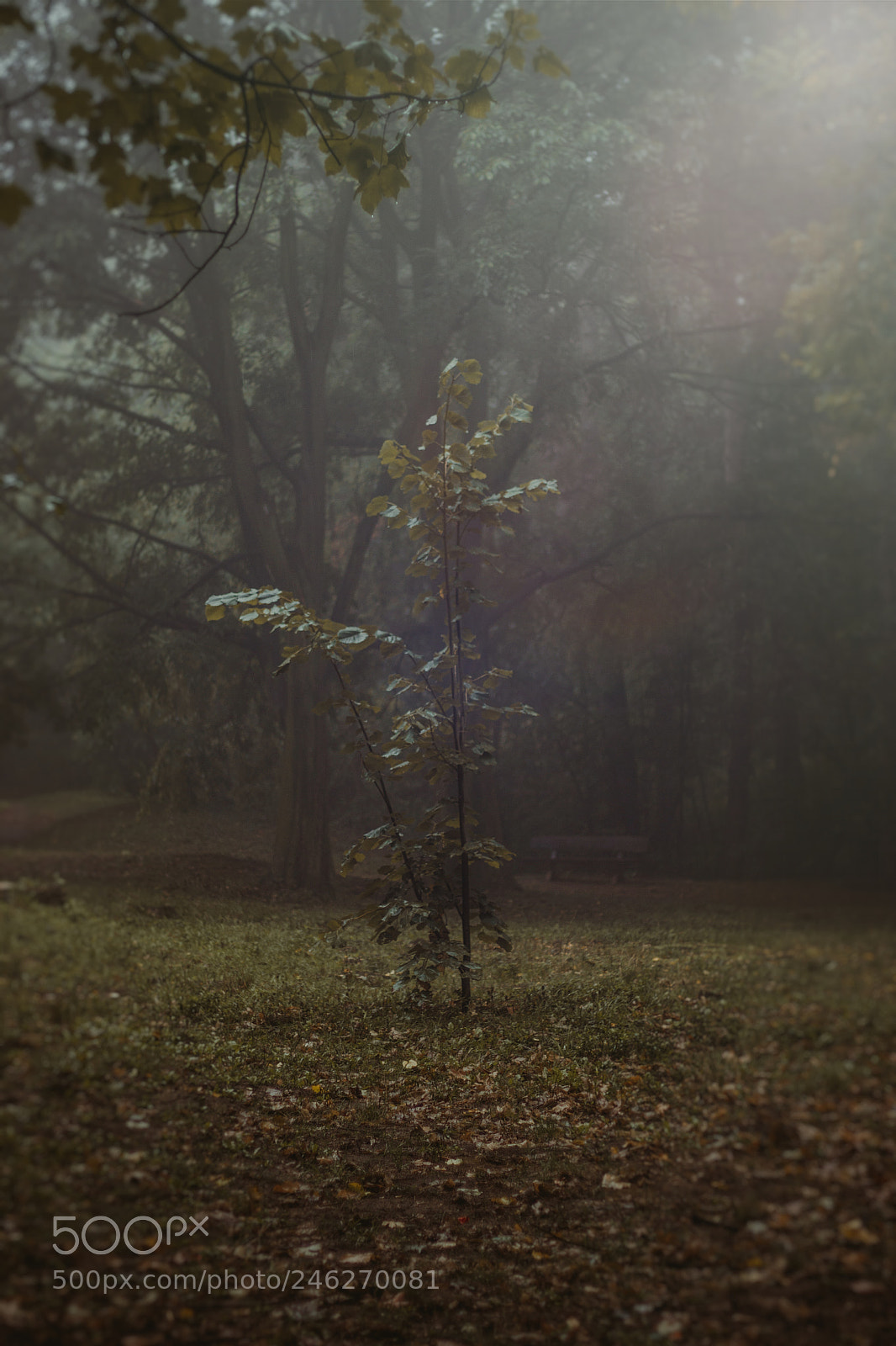 Canon EOS 600D (Rebel EOS T3i / EOS Kiss X5) sample photo. Lonely tree photography