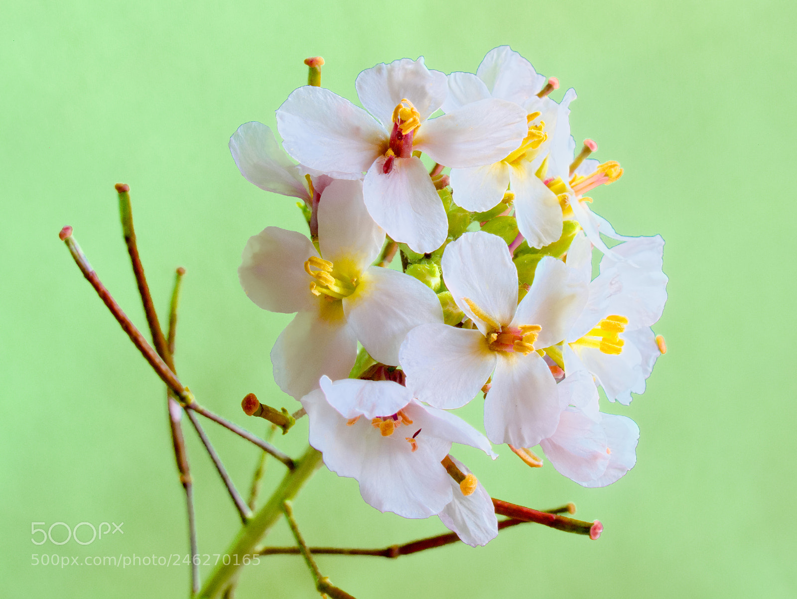 Canon PowerShot G10 sample photo. ...cardamine hirsuta photography