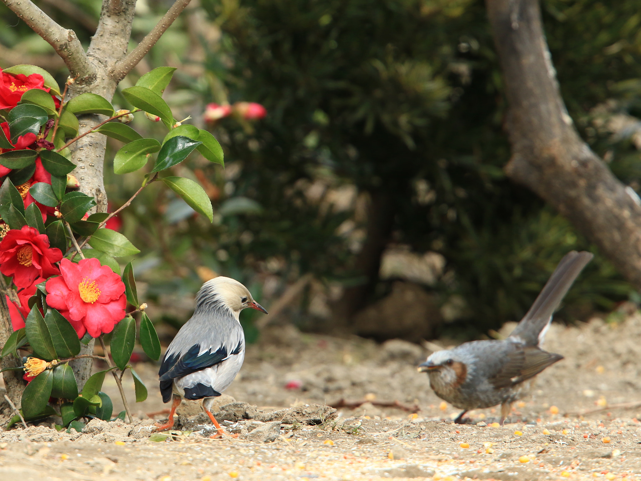 Canon EOS 7D Mark II + Canon EF 400mm F2.8L IS USM sample photo. 王子様 ピンチ❗ photography