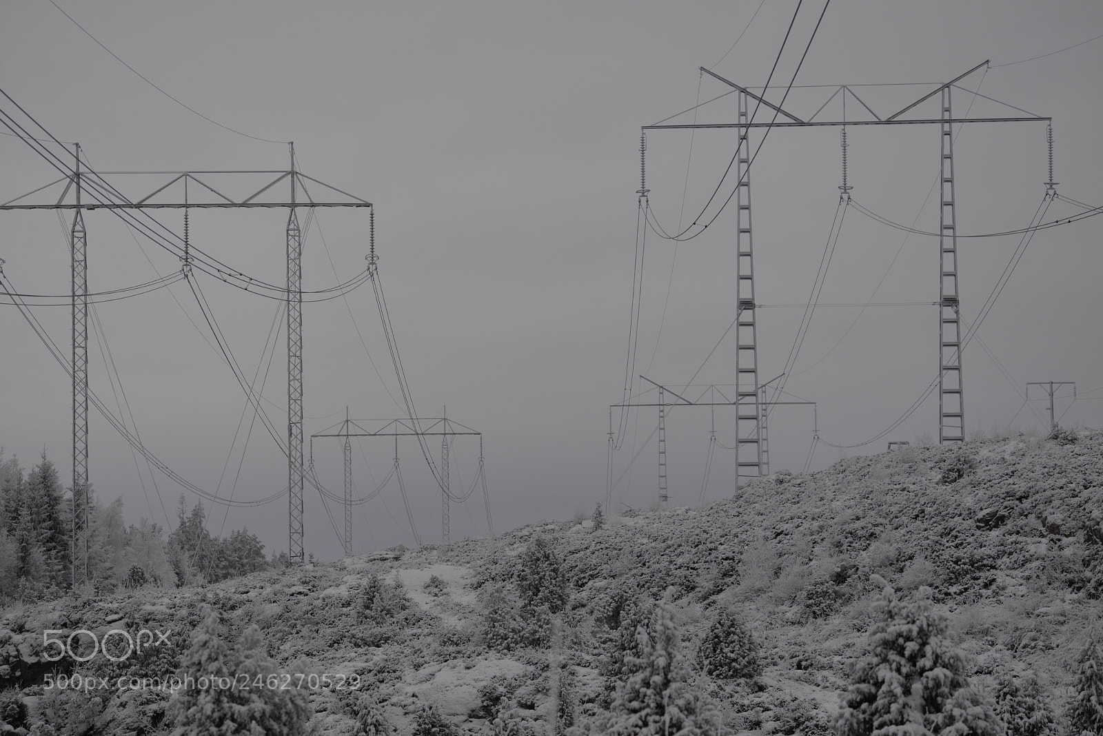 Nikon D610 sample photo. Into the fog photography