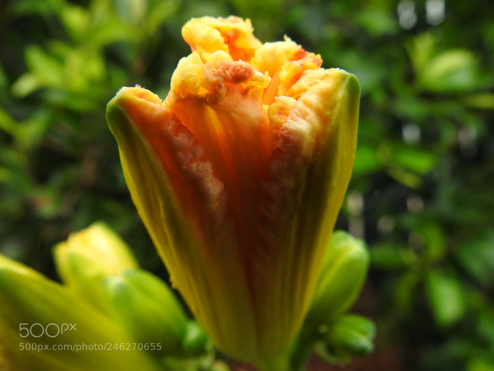 Nikon Coolpix P900 sample photo. Lily flower bud photography