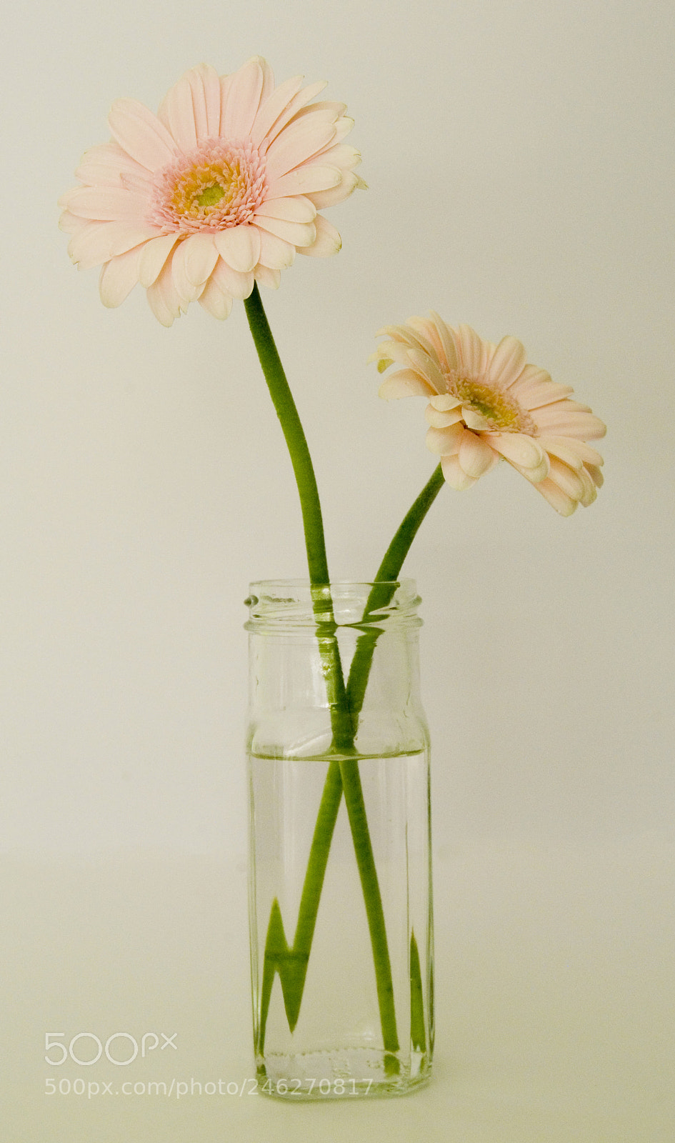 Nikon D60 sample photo. Gerberas photography