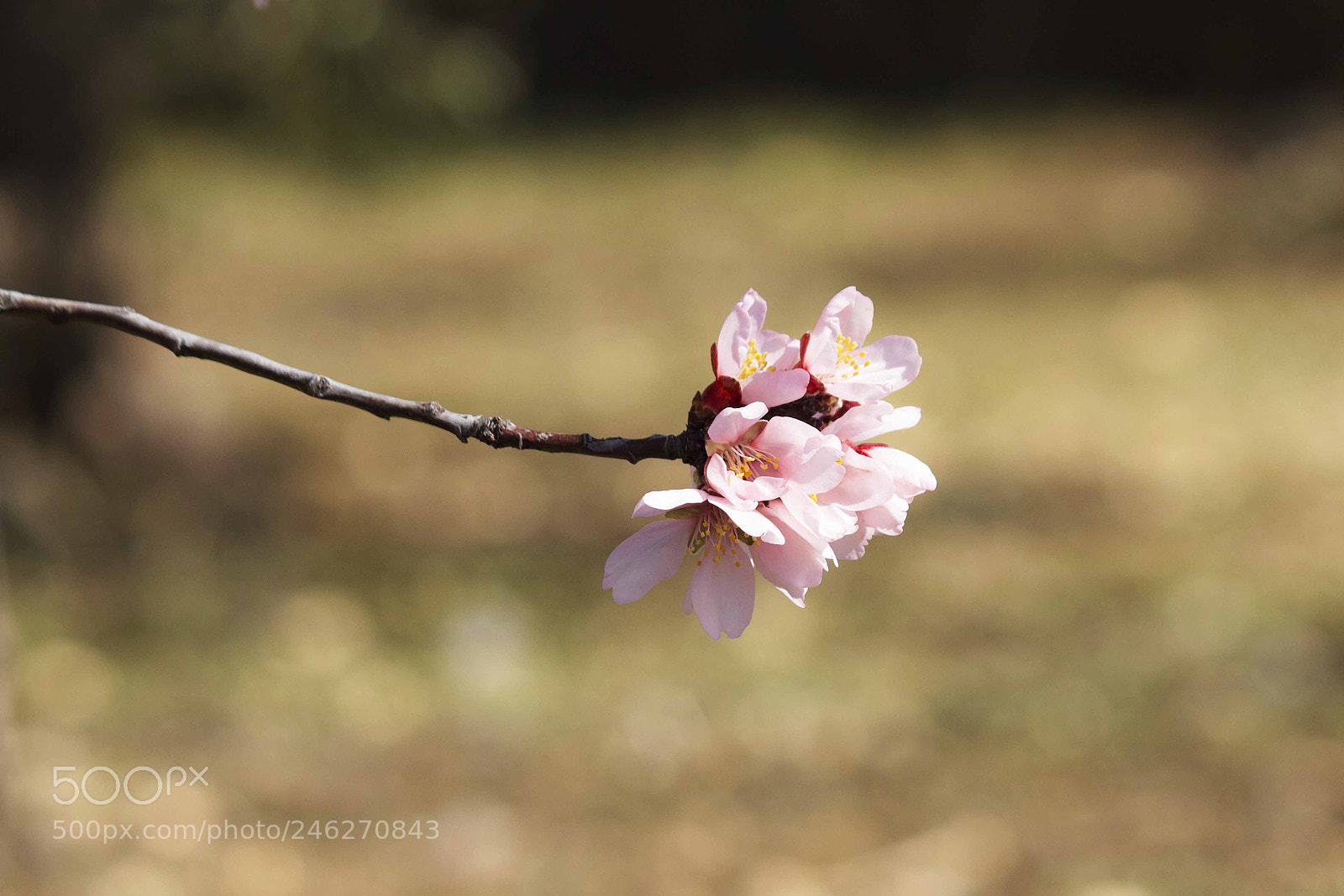 Canon EOS 7D sample photo. Blossom photography