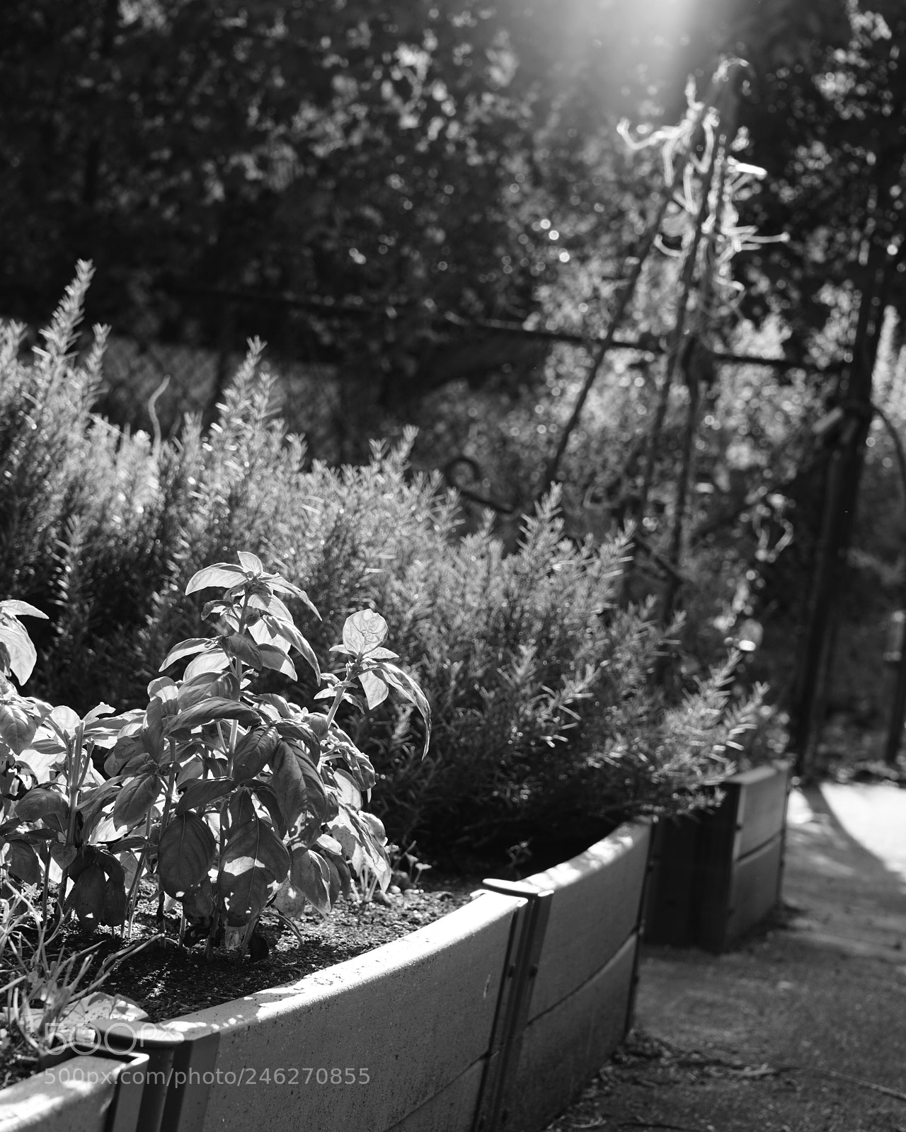 Sony a6000 sample photo. Summer garden sooc photography
