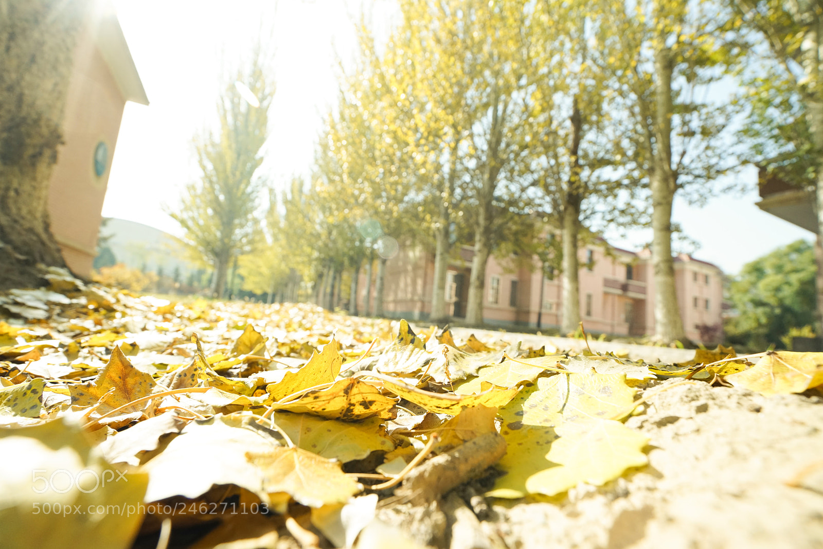 Sony a7R II sample photo. Autumn in lanzhou university photography