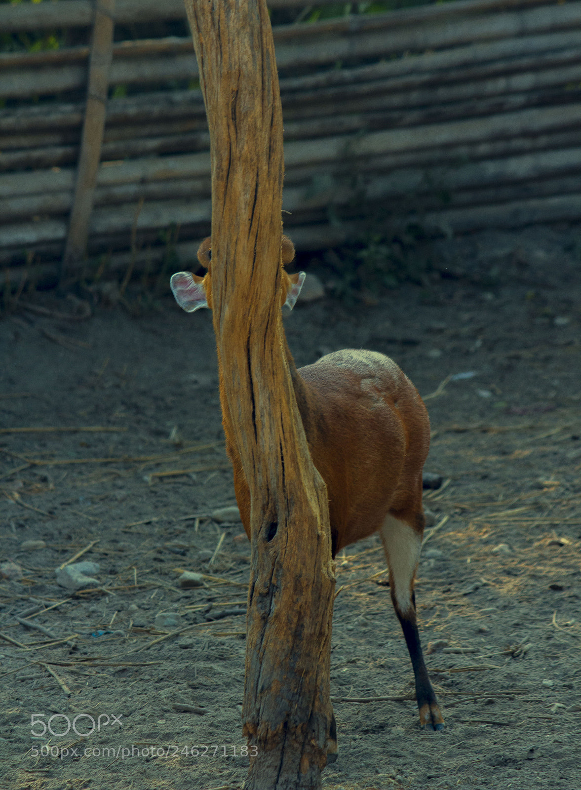 Canon EOS 60D sample photo. Hide and seek photography