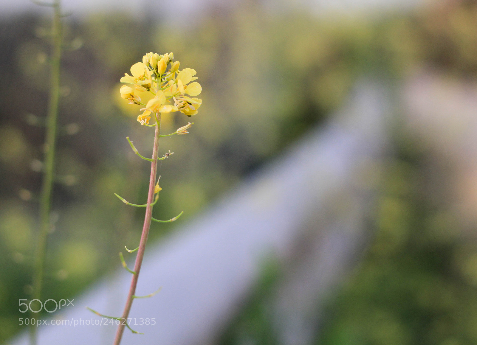 Canon EOS 60D sample photo. Untitled photography