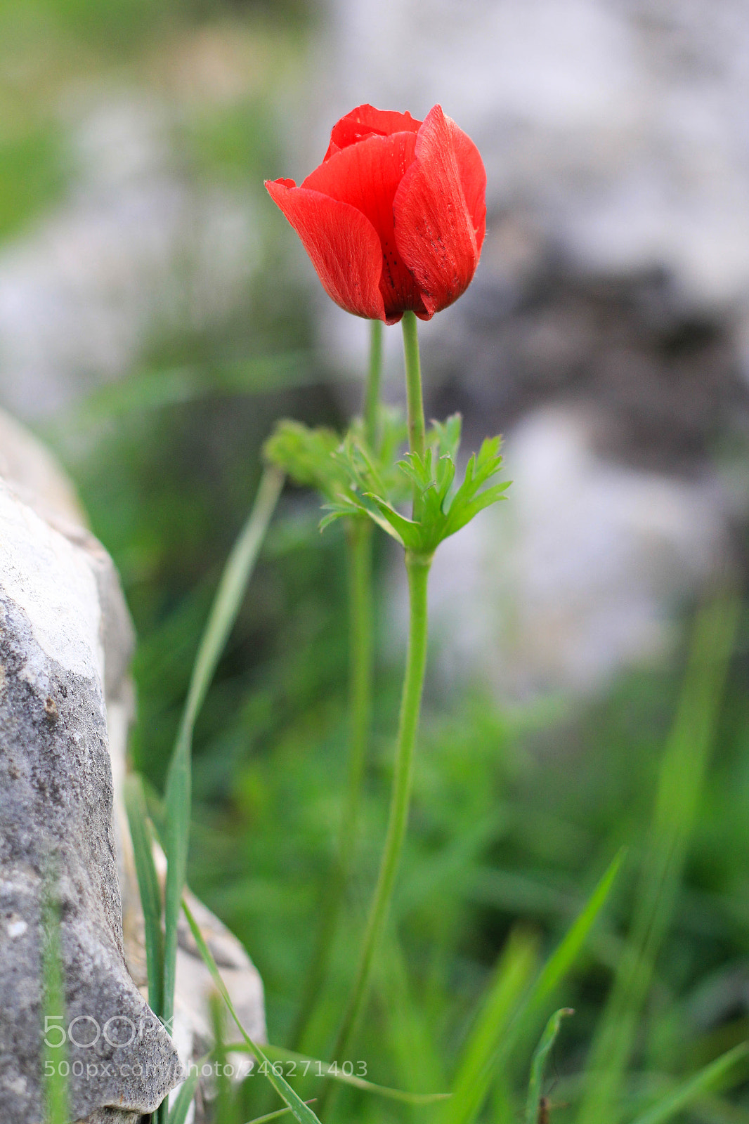 Canon EOS 60D sample photo. Untitled photography
