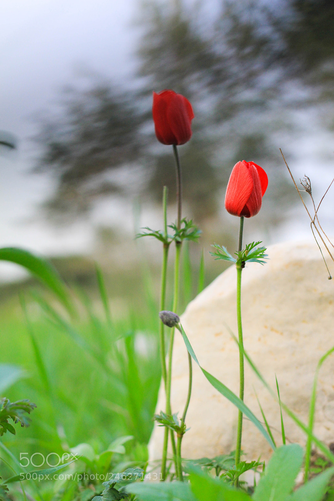 Canon EOS 60D sample photo. Untitled photography