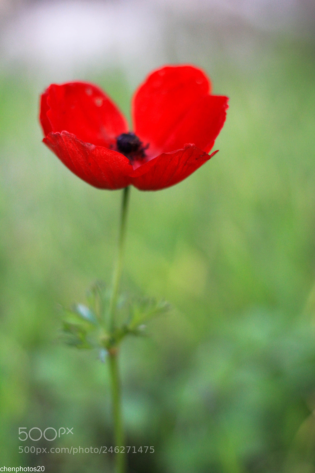 Canon EOS 60D sample photo. Untitled photography