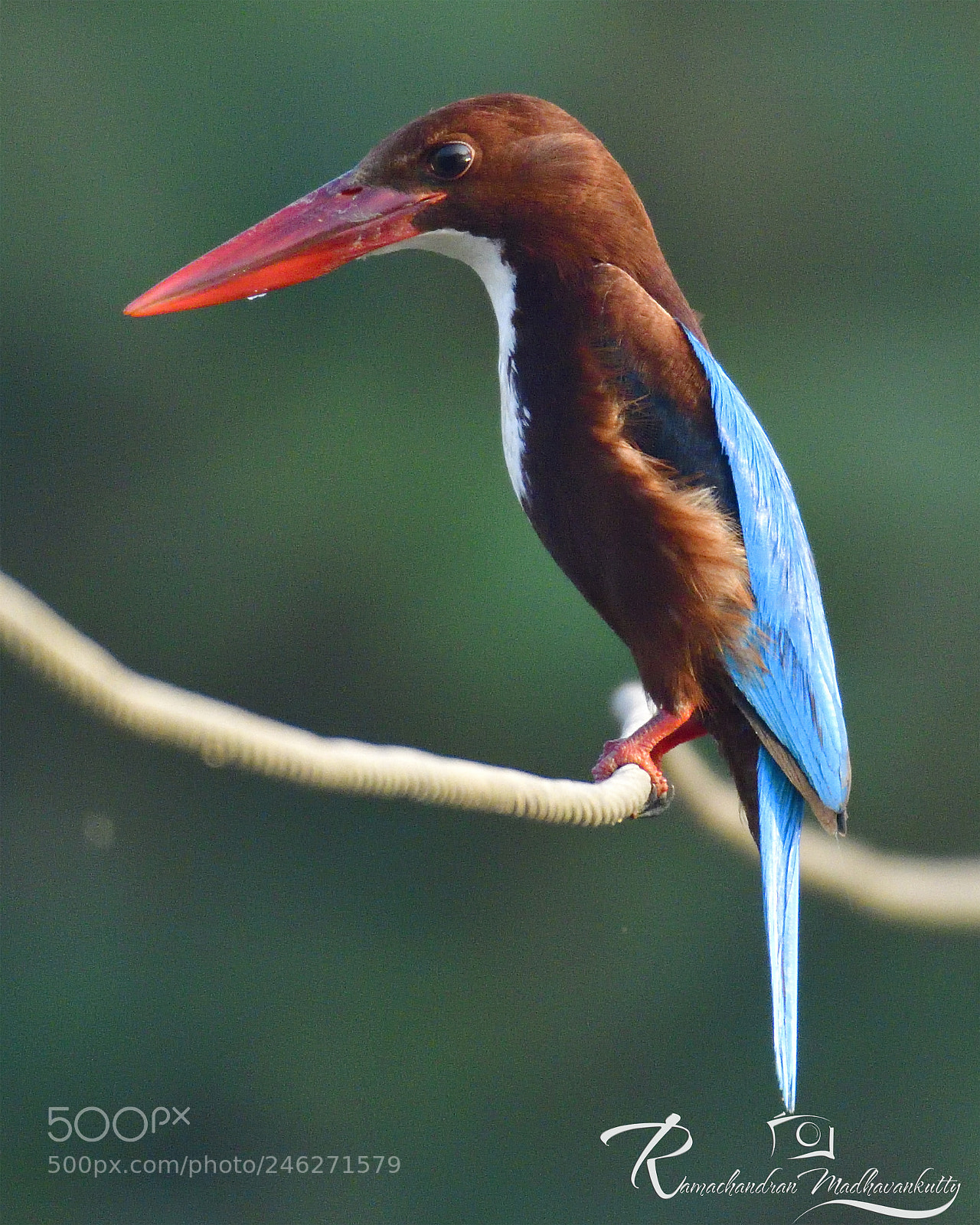 Nikon D500 sample photo. White-throated king fisher photography