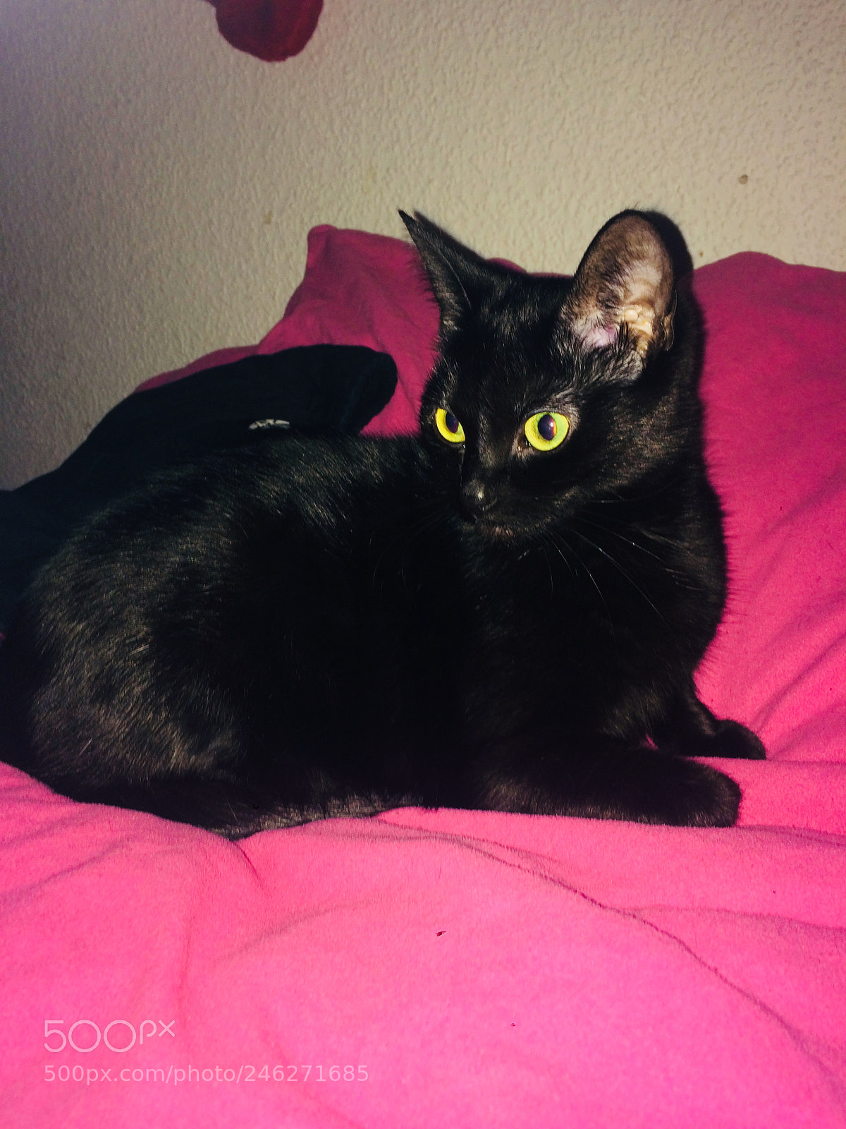 Apple iPhone 5s sample photo. Meine katze liebe dich❤️☺️ photography