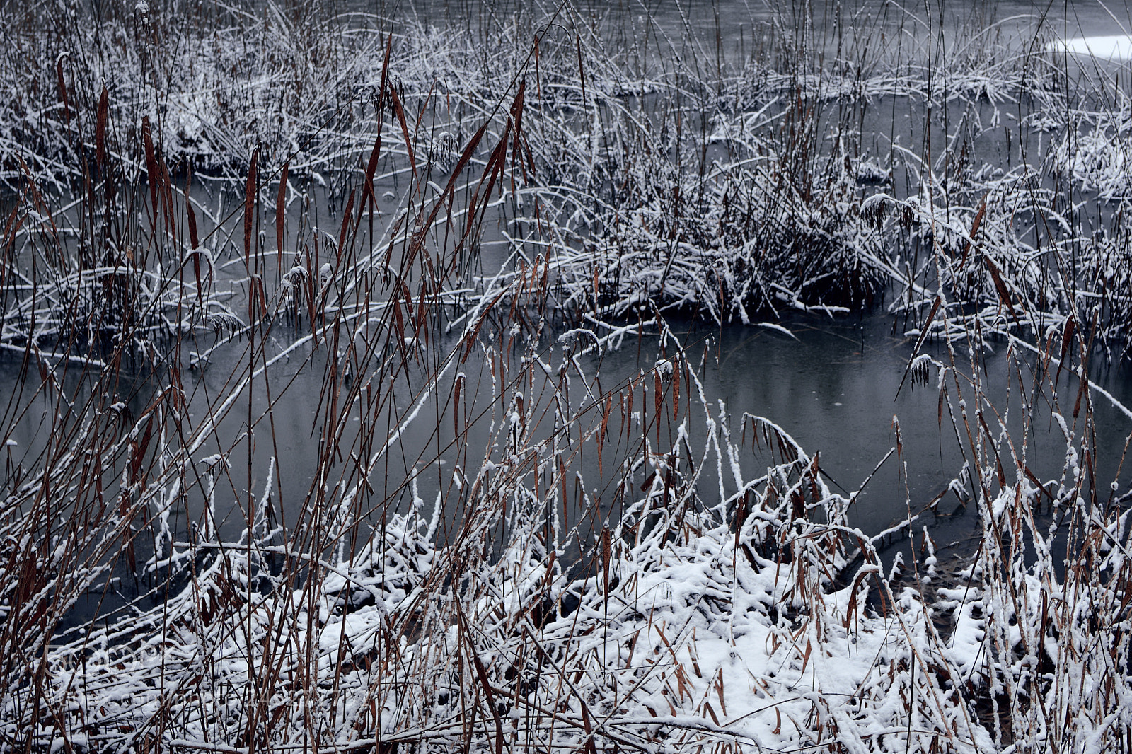 Nikon D7500 sample photo. Ice cold reed photography