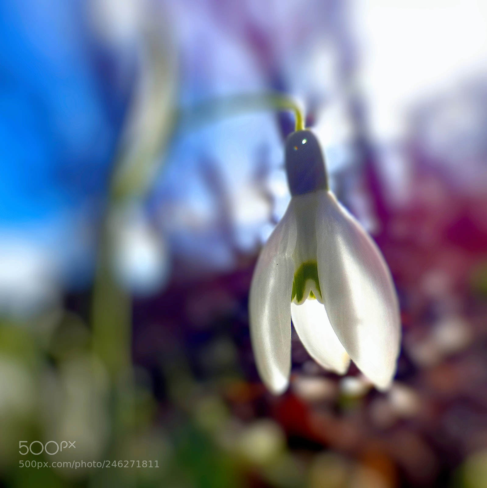 Panasonic Lumix DC-FZ80 (Lumix DC-FZ82) sample photo. Snowdrop in the sun photography